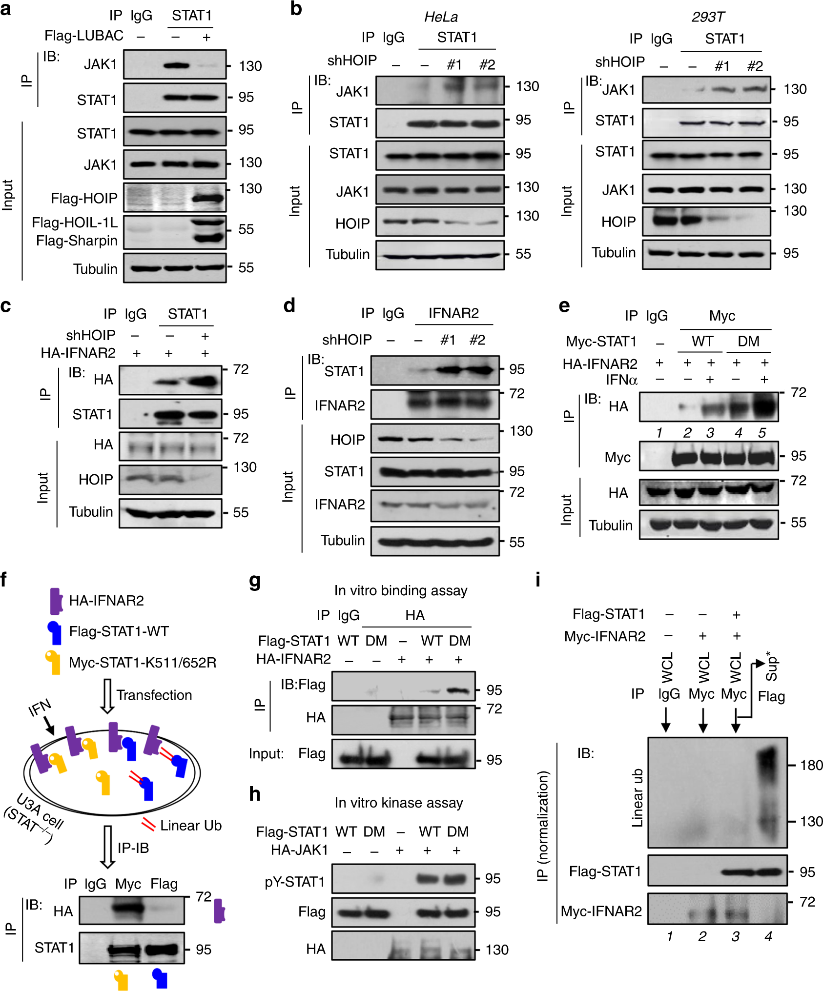Fig. 4: Linear ubiquitination blocks the binding of STAT1 to IFNAR2.