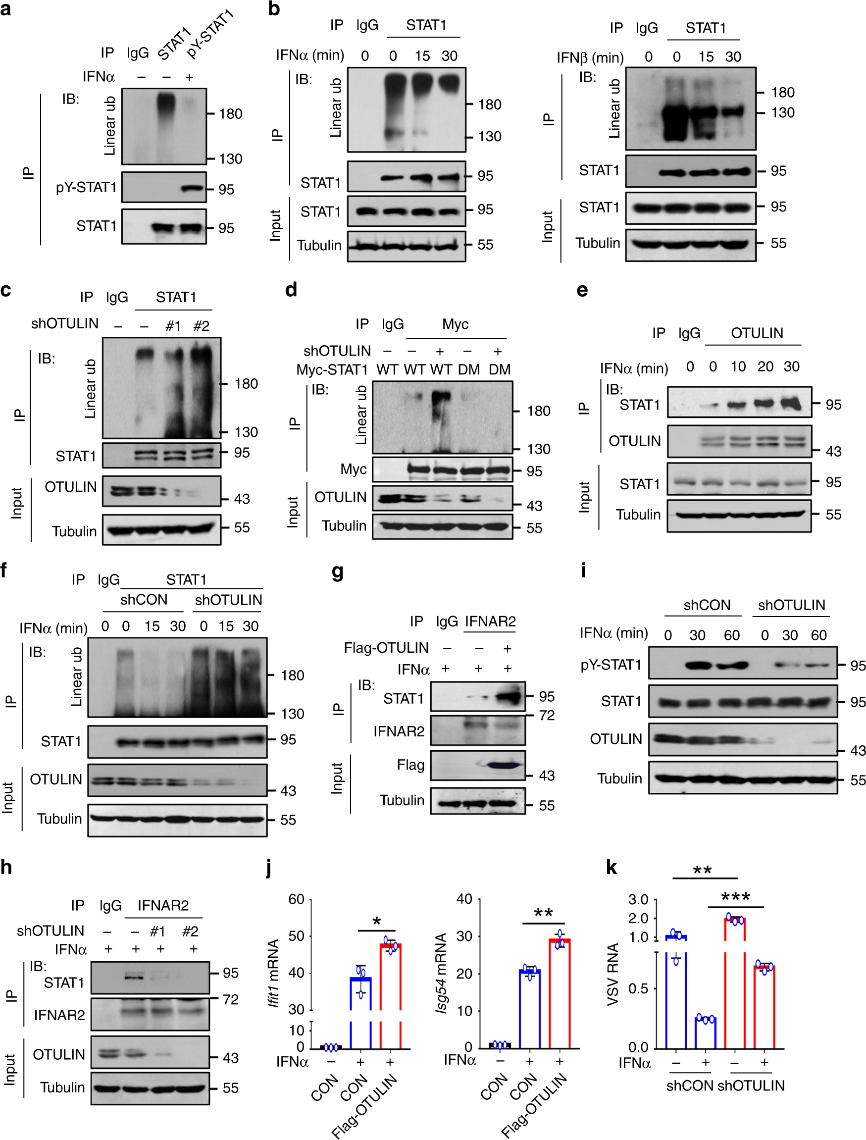 Fig. 5: IFN-I stimulation removes STAT1 linear ubiquitination.