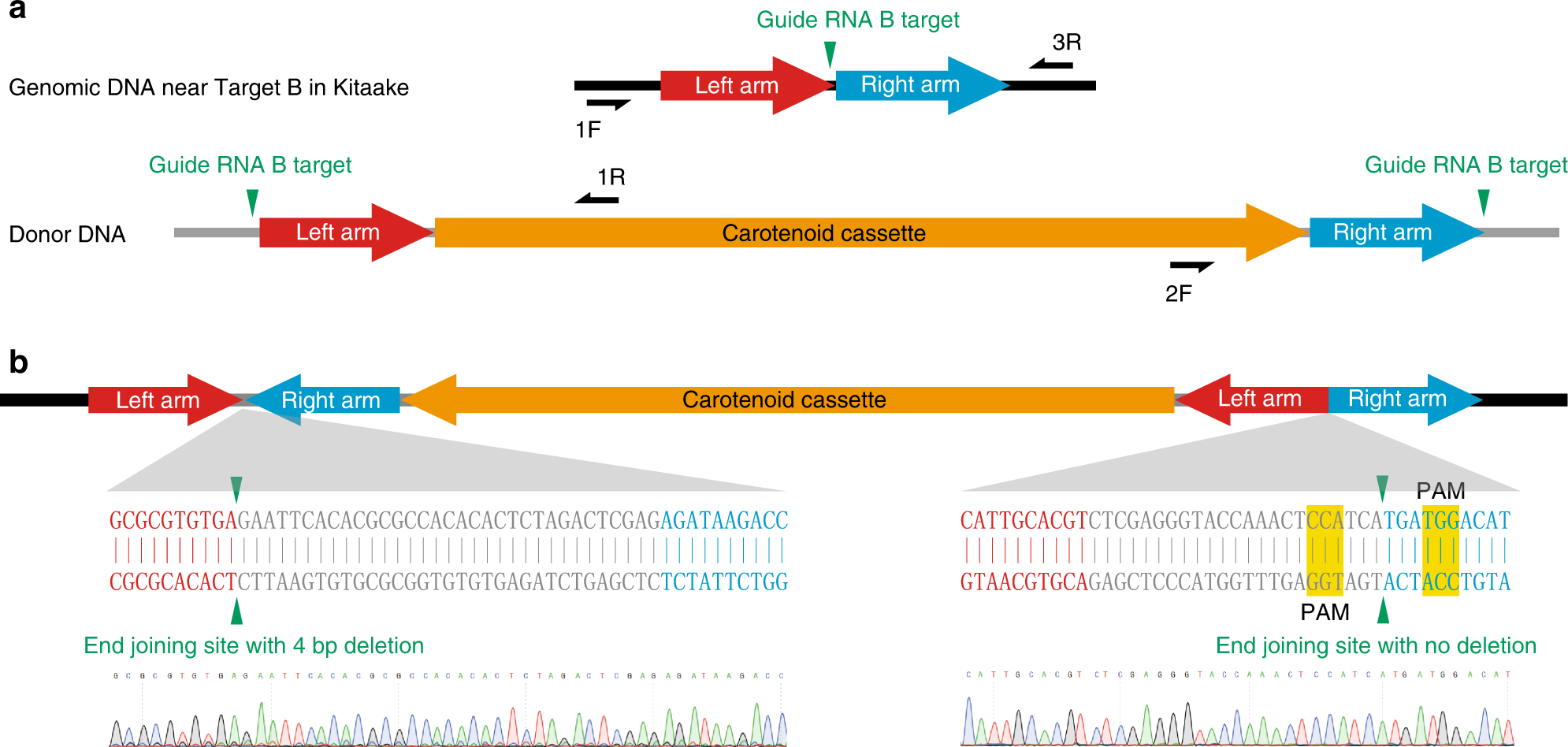 Fig. 2: Molecular characterization of the carotenoid cassette at Target B.