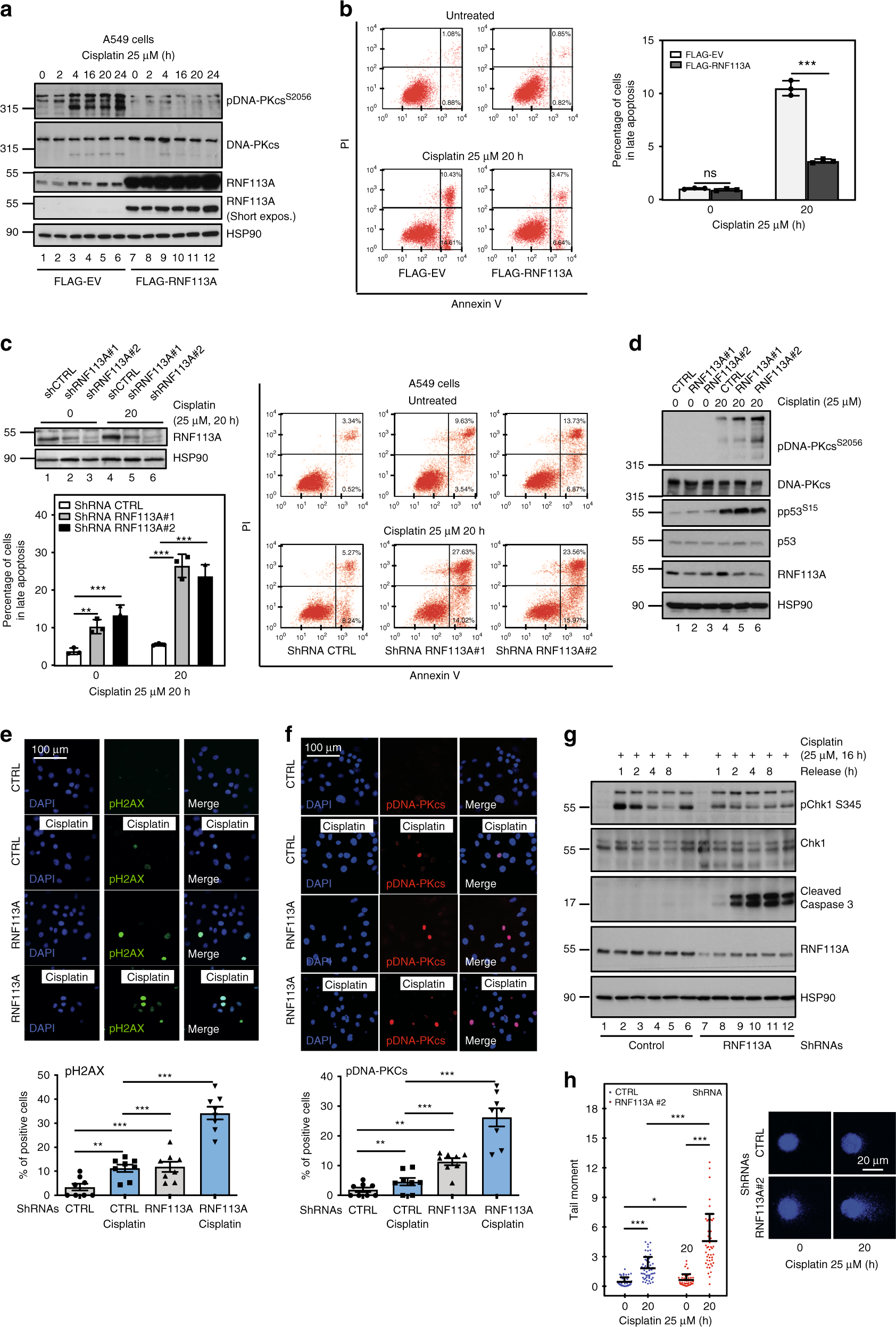Fig. 2: RNF113A limits Cisplatin-dependent cell death.