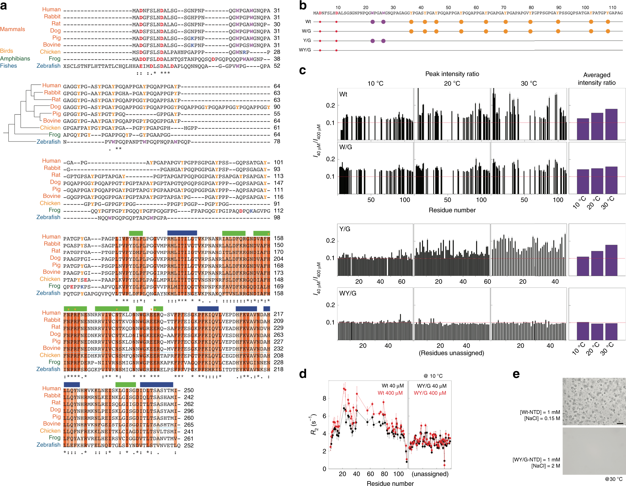 Fig. 3: The key residues that mediate intermolecular N-terminal domain (NTD) interactions.
