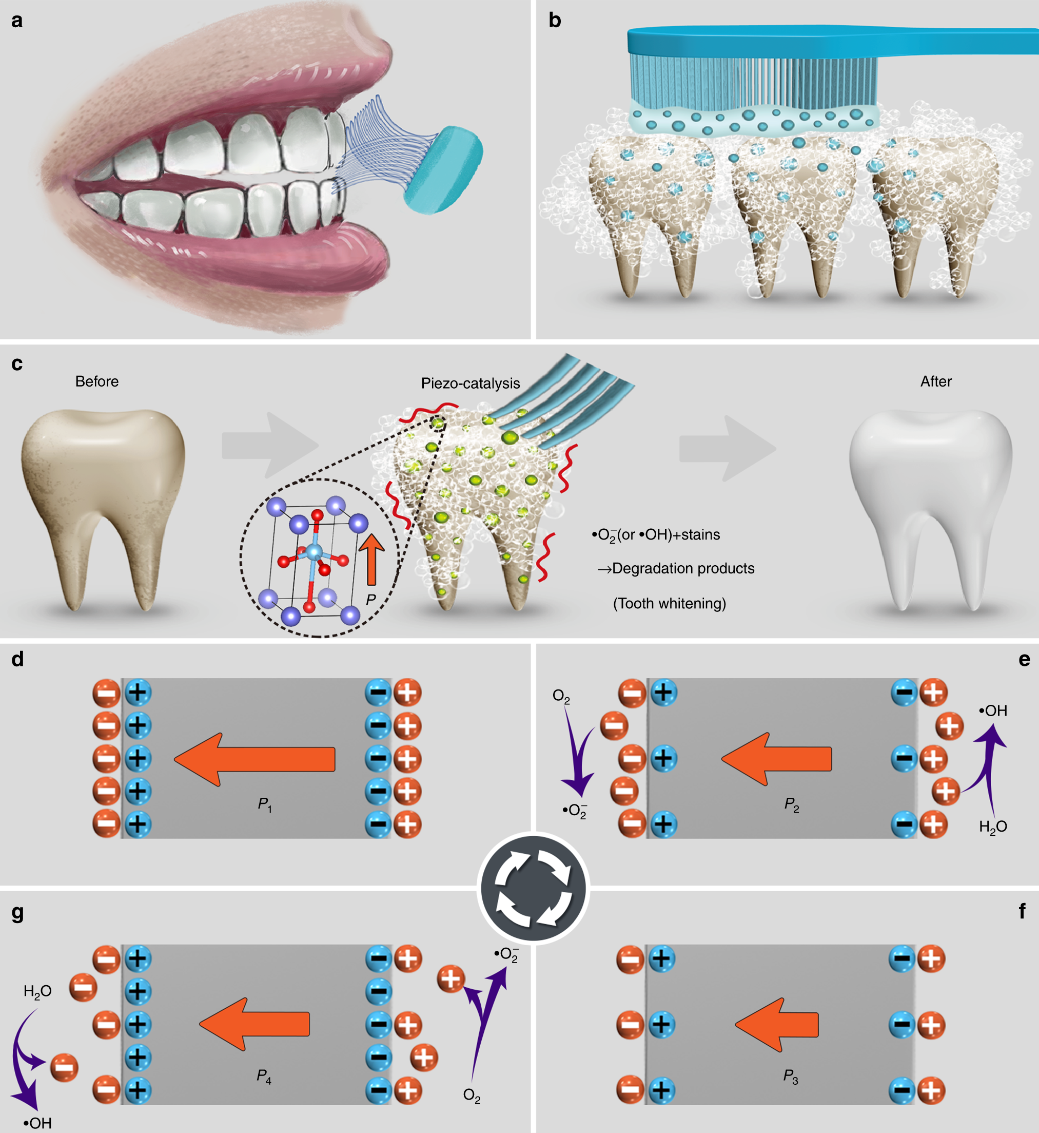 Piezo-catalysis for nondestructive tooth whitening | Nature Communications