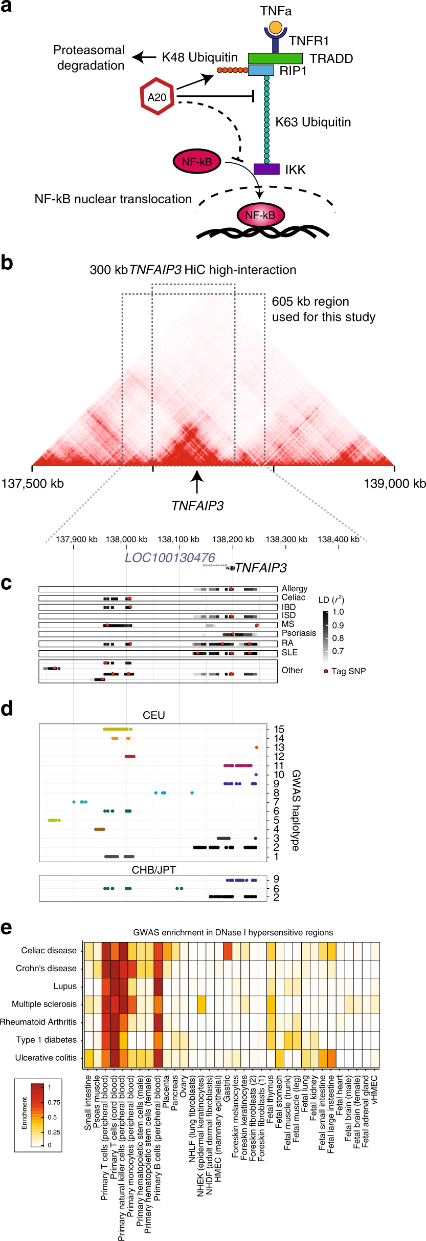 Prioritizing disease and trait causal variants at the TNFAIP3 locus using  functional and genomic features | Nature Communications