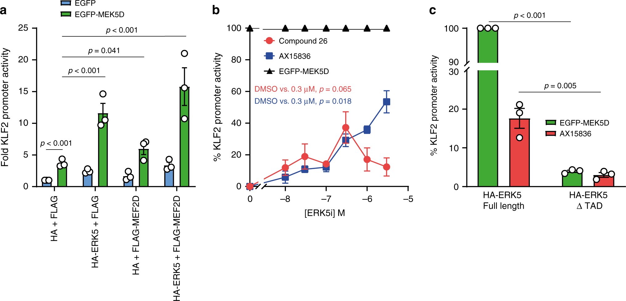 Fig. 6: ERK5i induce expression from the KLF2 promoter and is dependent on ERK5 TAD.