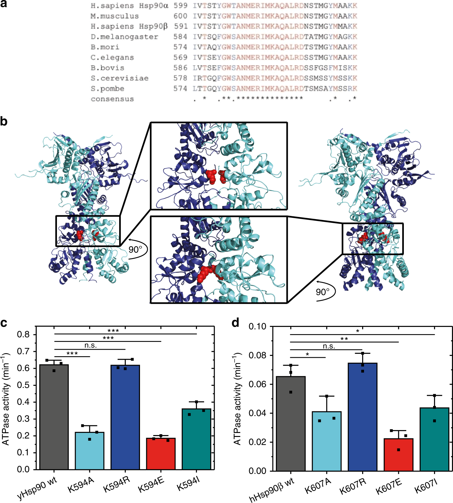 A Methylated Lysine Is A Switch Point For Conformational Communication In The Chaperone Hsp90 Nature Communications