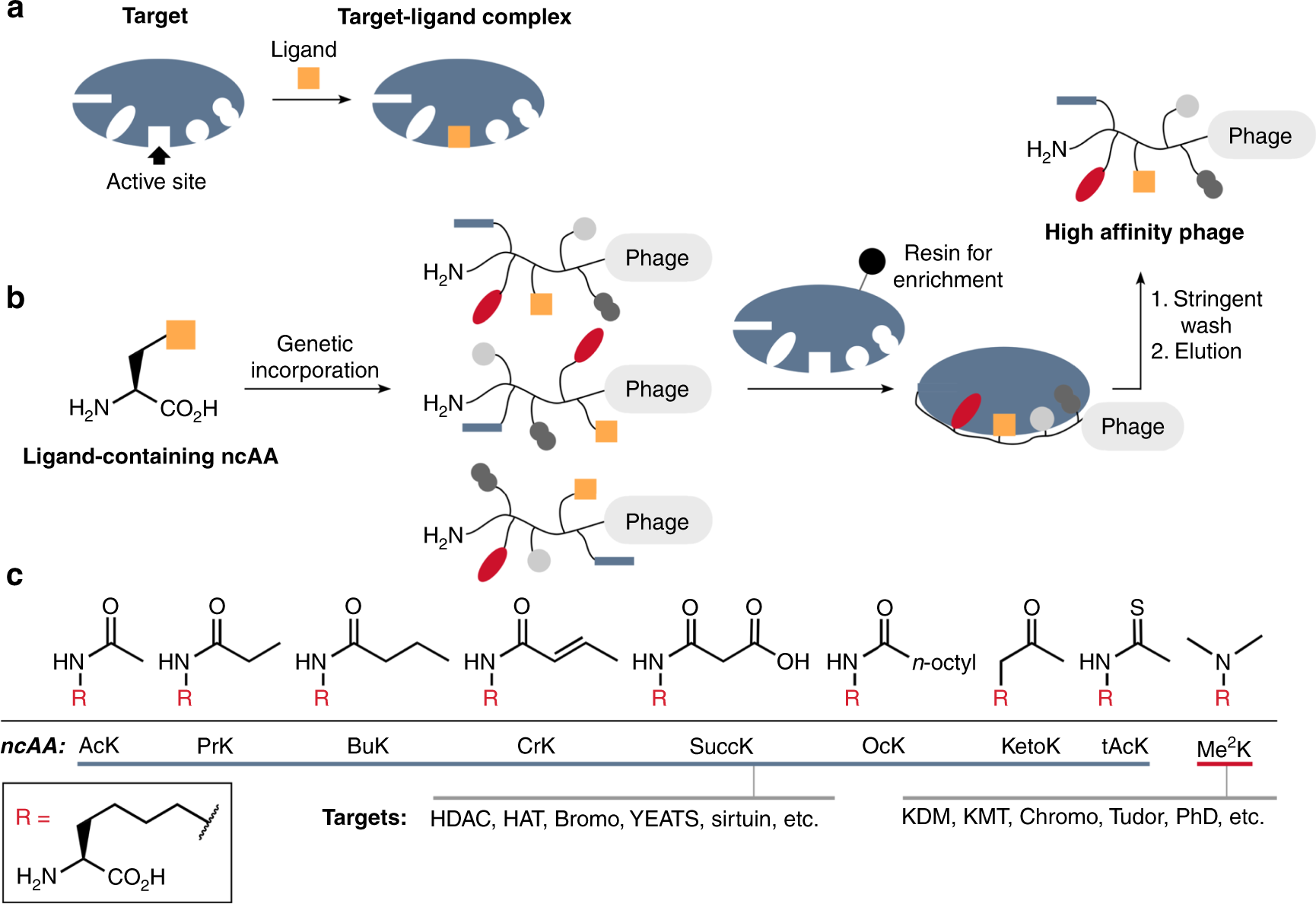 Identification of a novel peptide ligand for the cancer-specific receptor  mutation EGFRvIII using high-throughput sequencing of phage-selected  peptides