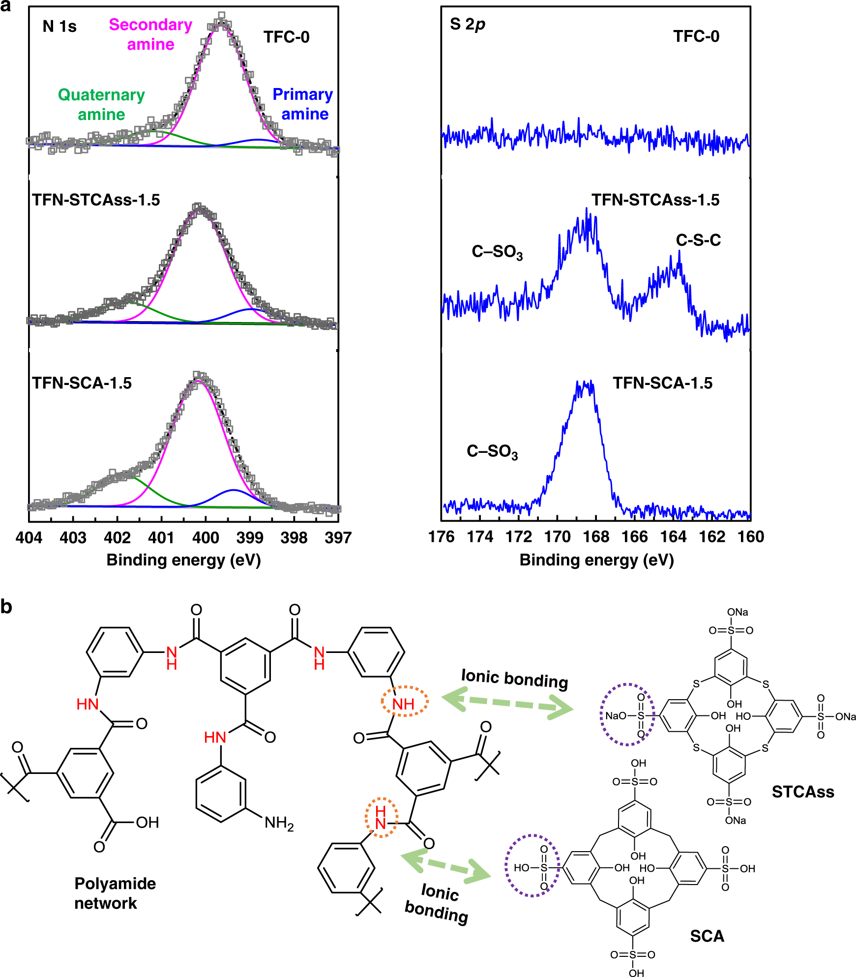 Fig. 4: Ionic interactions between the polyamide network and STCAss/SCA.