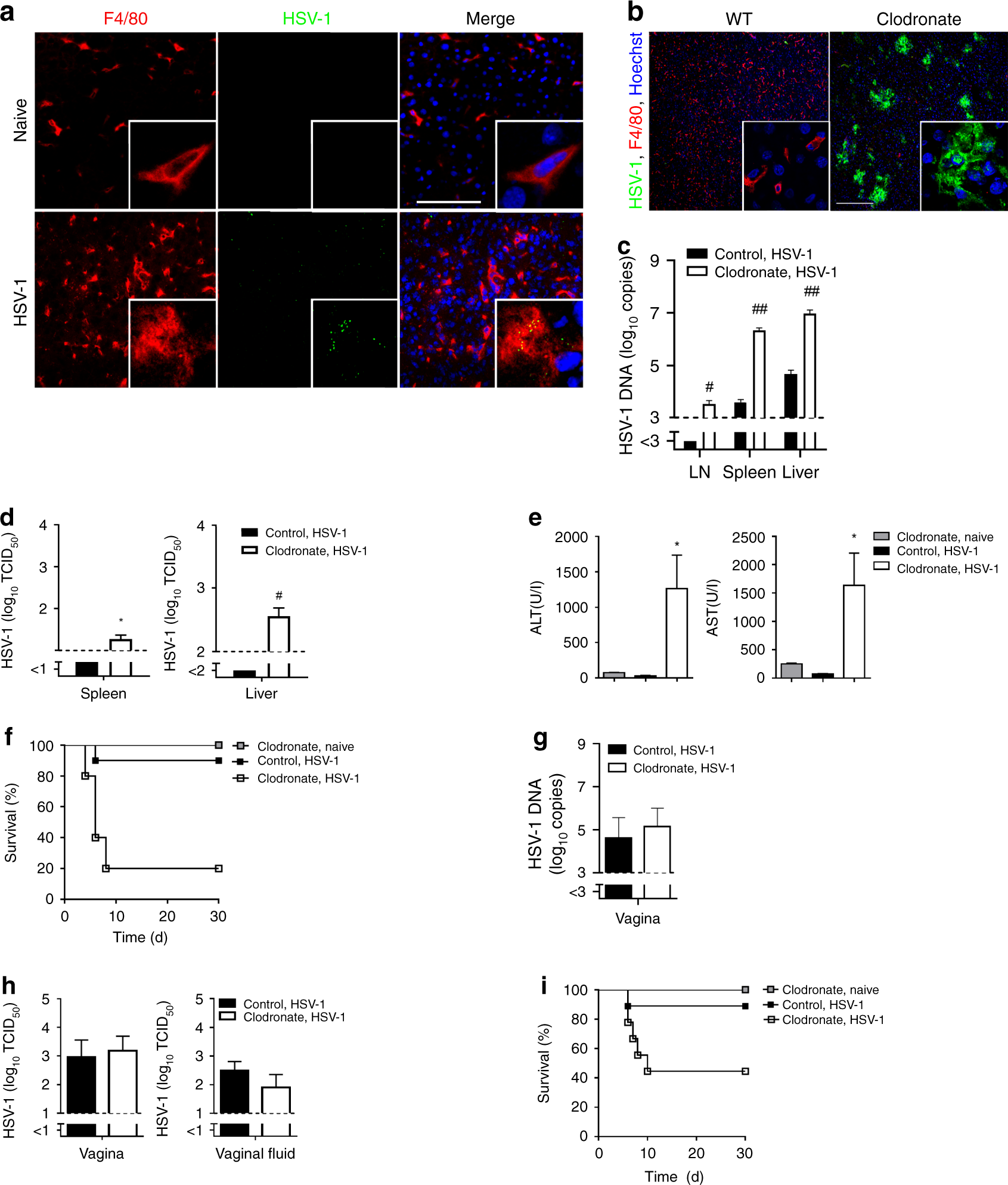 Acid ceramidase of macrophages traps herpes simplex virus in multivesicular  bodies and protects from severe disease | Nature Communications