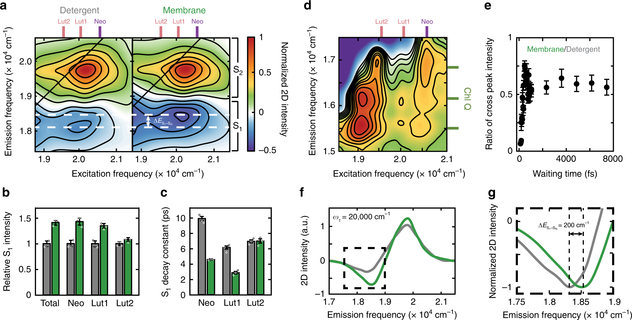Fig. 2: Impact of the membrane environment on energetics and relaxation dynamics of carotenoids.