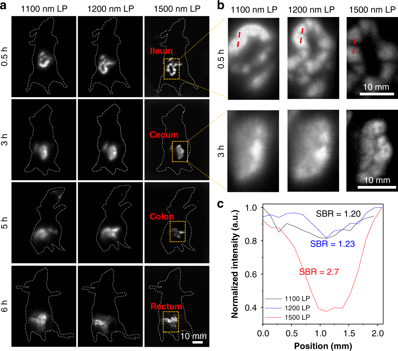 Fig. 7: NIR-II fluorescence images of the intestinal tract.
