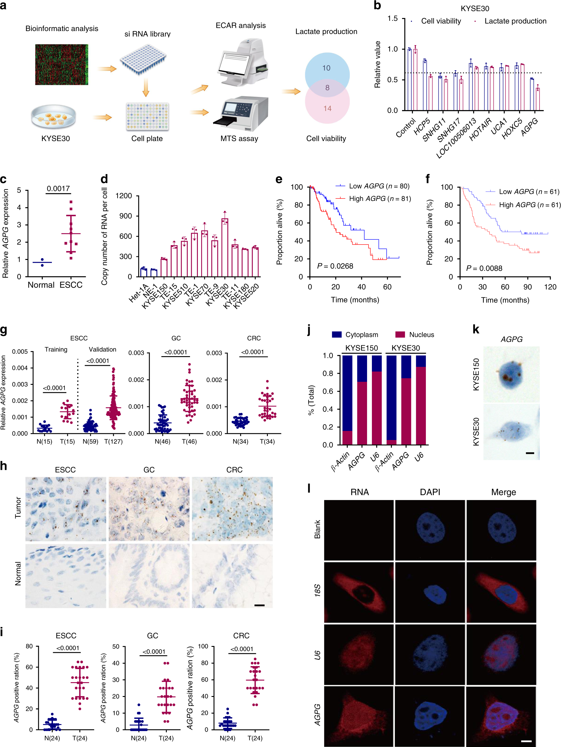 Fig. 1: Identification of AGPG as a metabolism-related lncRNA.