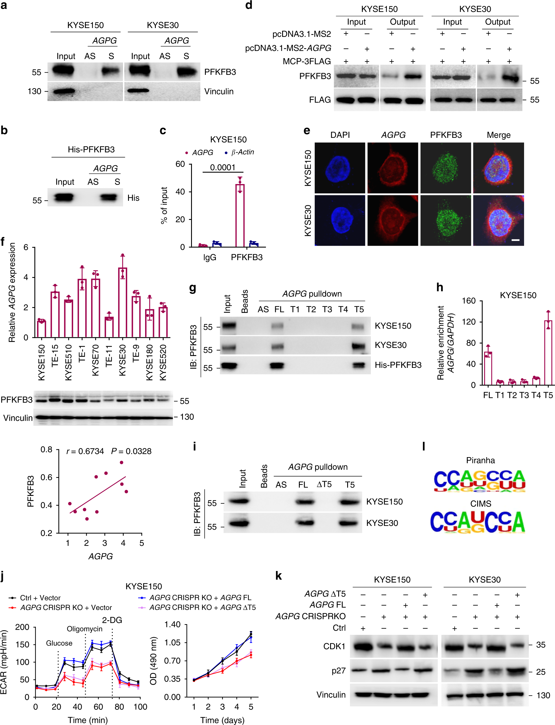 Fig. 3: AGPG directly associates with PFKFB3.