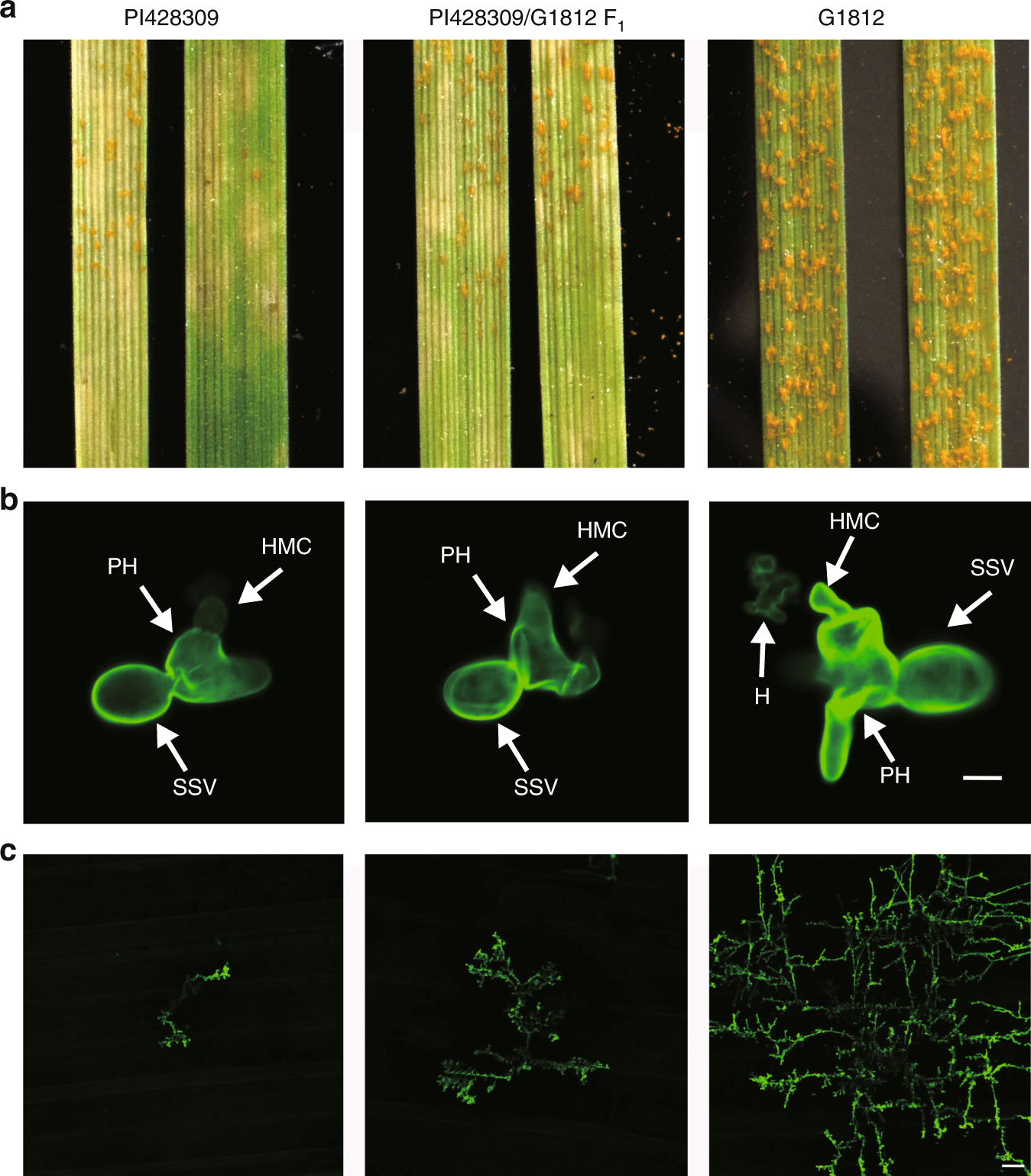 An ankyrin-repeat and WRKY-domain-containing immune receptor confers stripe  rust resistance in wheat | Nature Communications