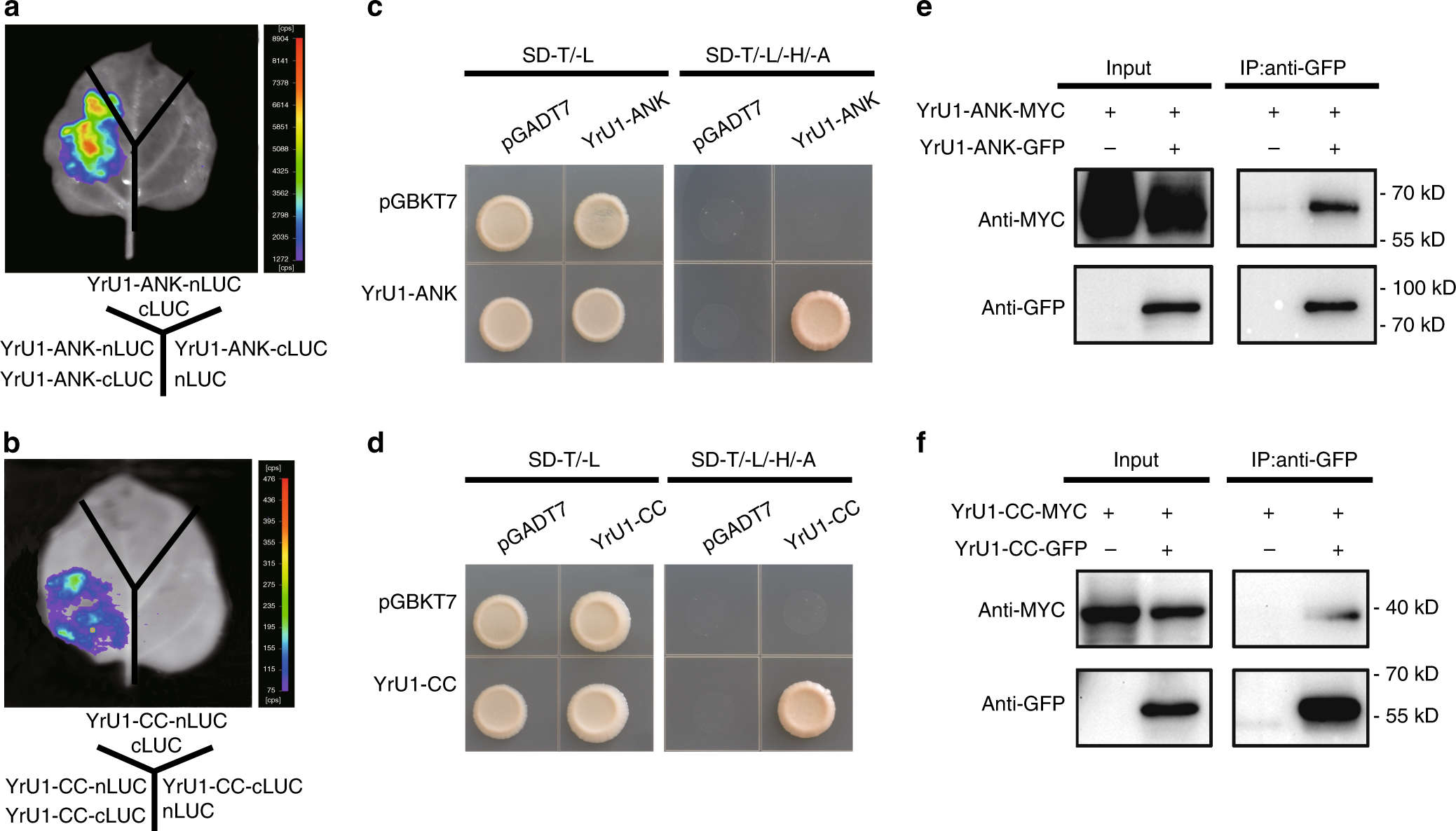 Fig. 6: Self-association of the ANK and CC domains of YrU1.