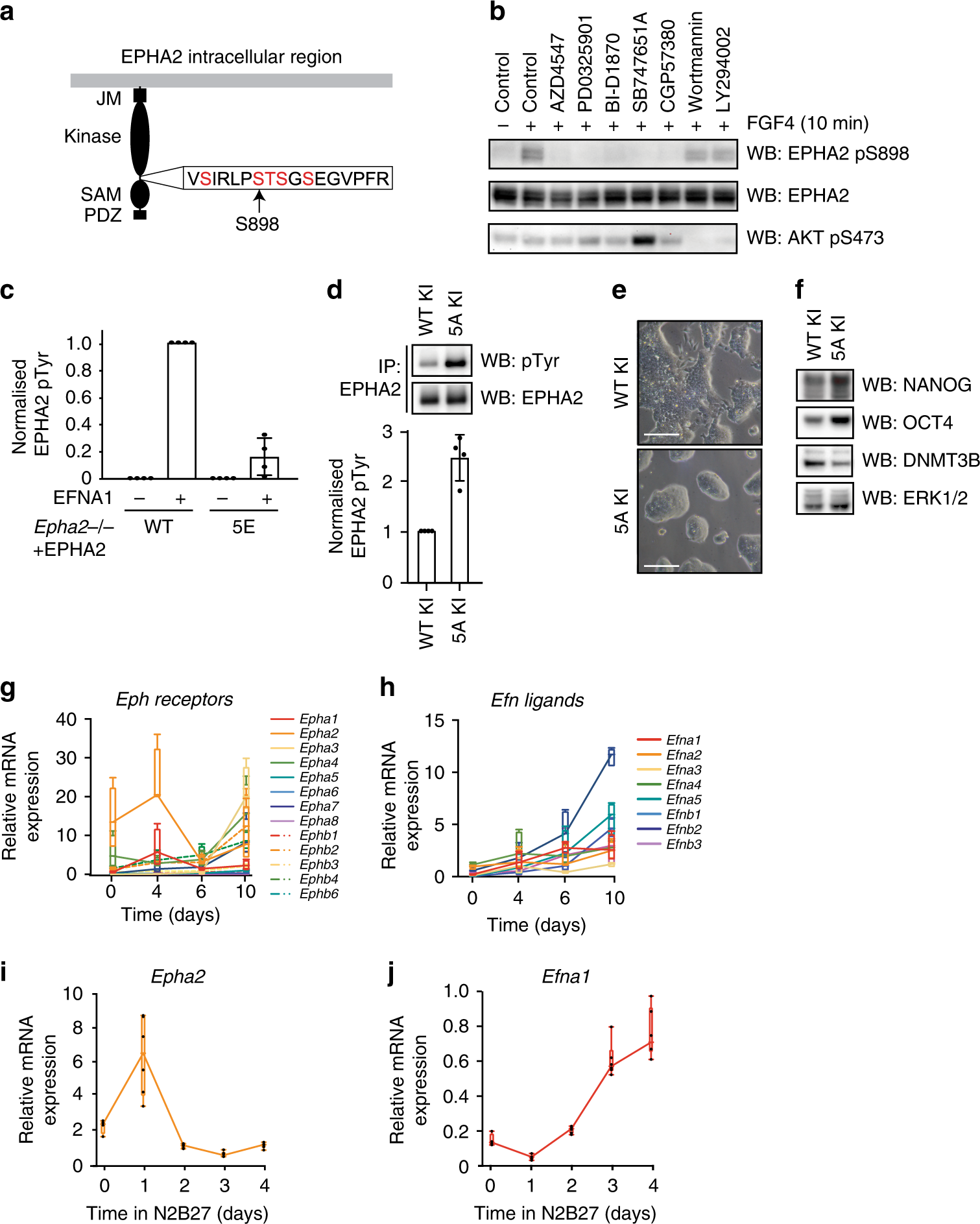 Fig. 4: FGF4–ERK1/2 signalling inhibits EPHA2 activation and rewires EPH–EFN expression.