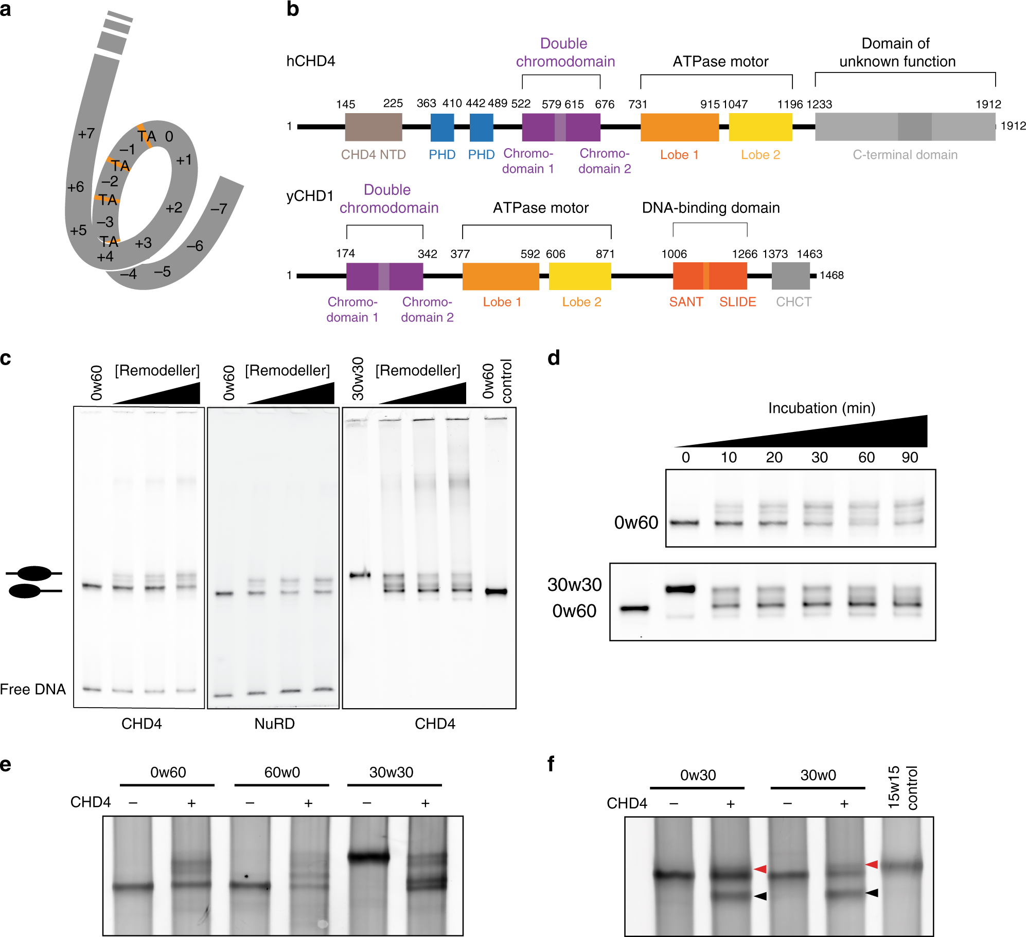 CHD4 slides nucleosomes by decoupling entry- and exit-side DNA  translocation | Nature Communications
