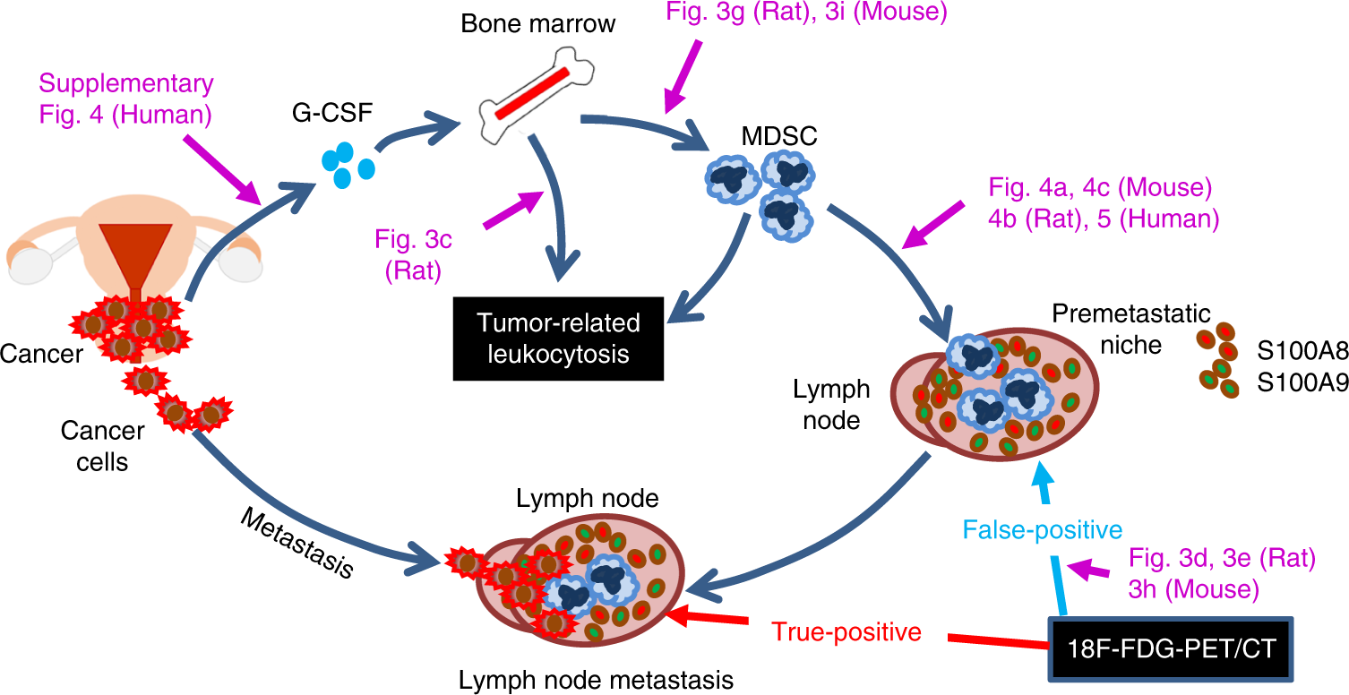 Fig. 2: Proposed mechanism of false-positive 18F-FDG-PET/CT results in TRL-positive gynecological cancer patients.