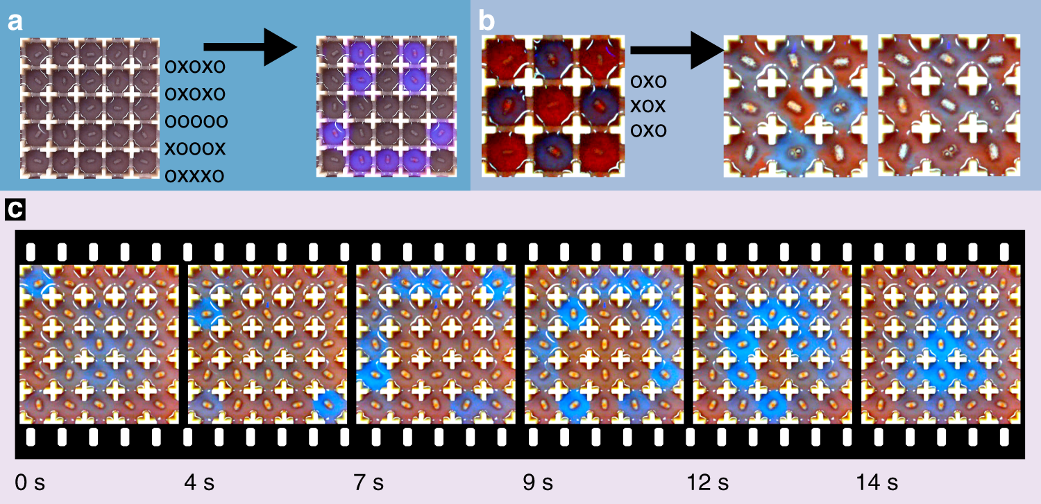 Fig. 2: Controlling the oscillating cells.