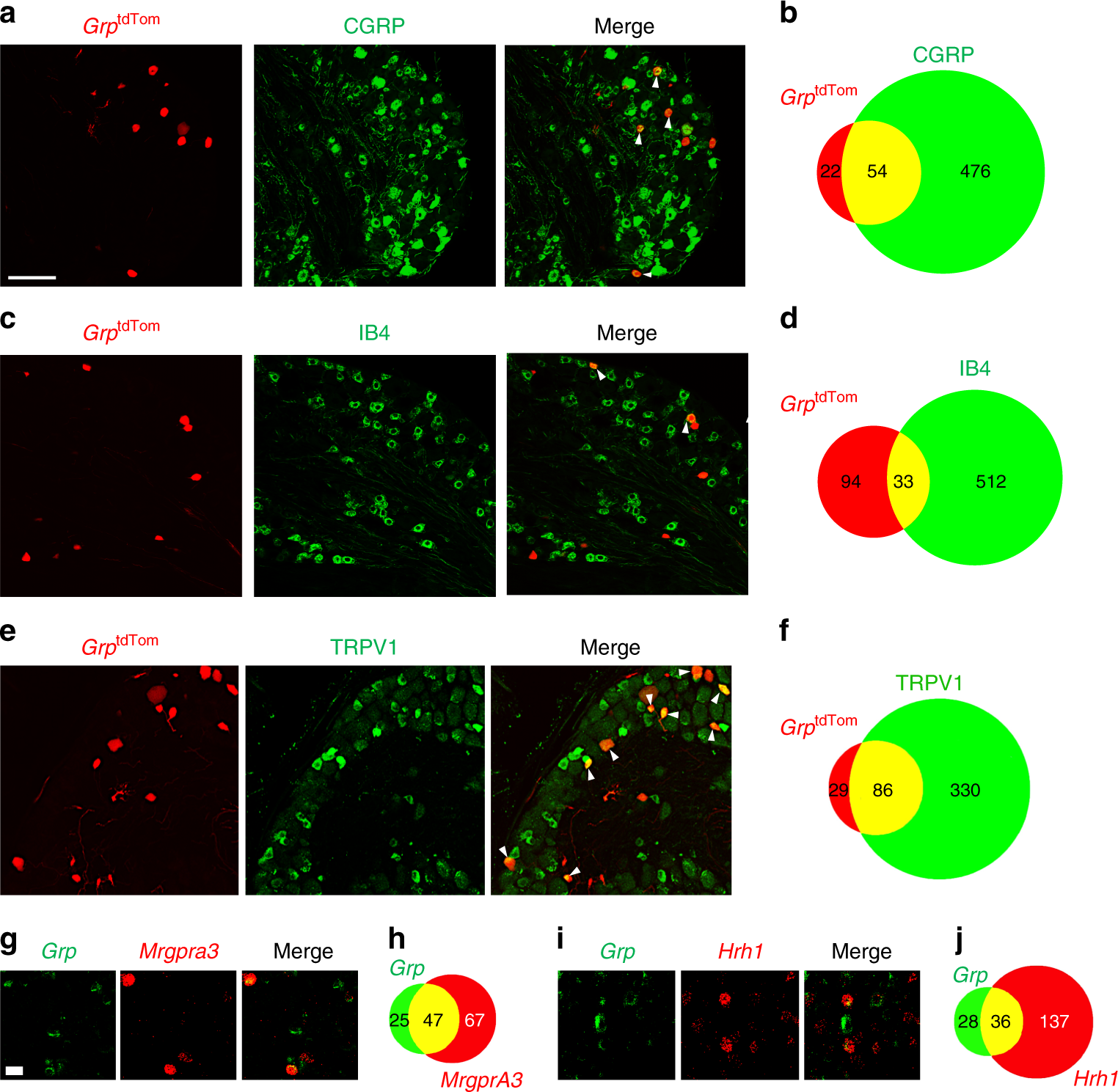 Fig. 3: Grp expression is enriched in a subset of sensory neurons with both peptidergic and non-peptidergic markers.