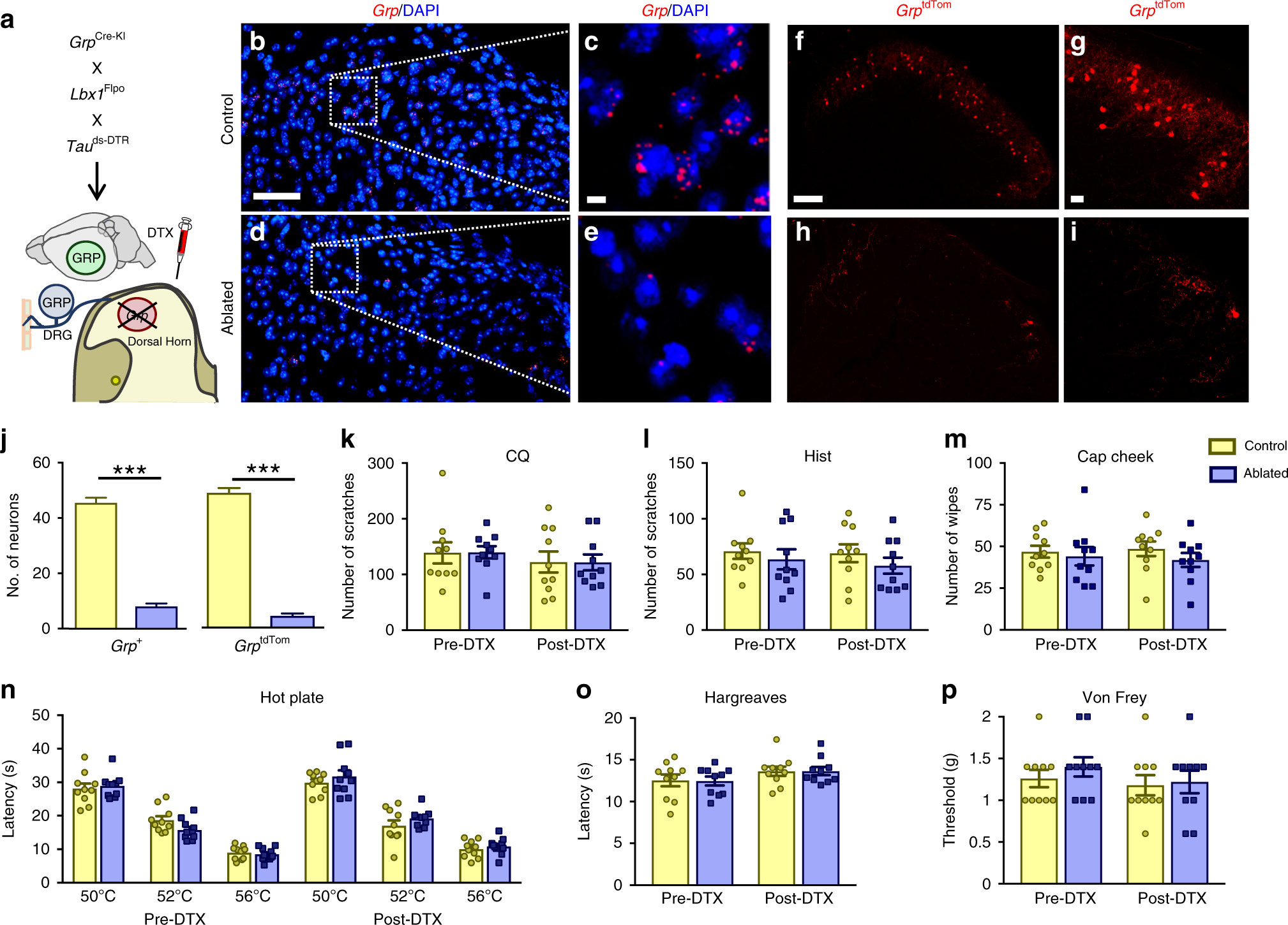 Fig. 7: Intersectional ablation of Grp spinal neurons does not affect itch or pain behavior responses.