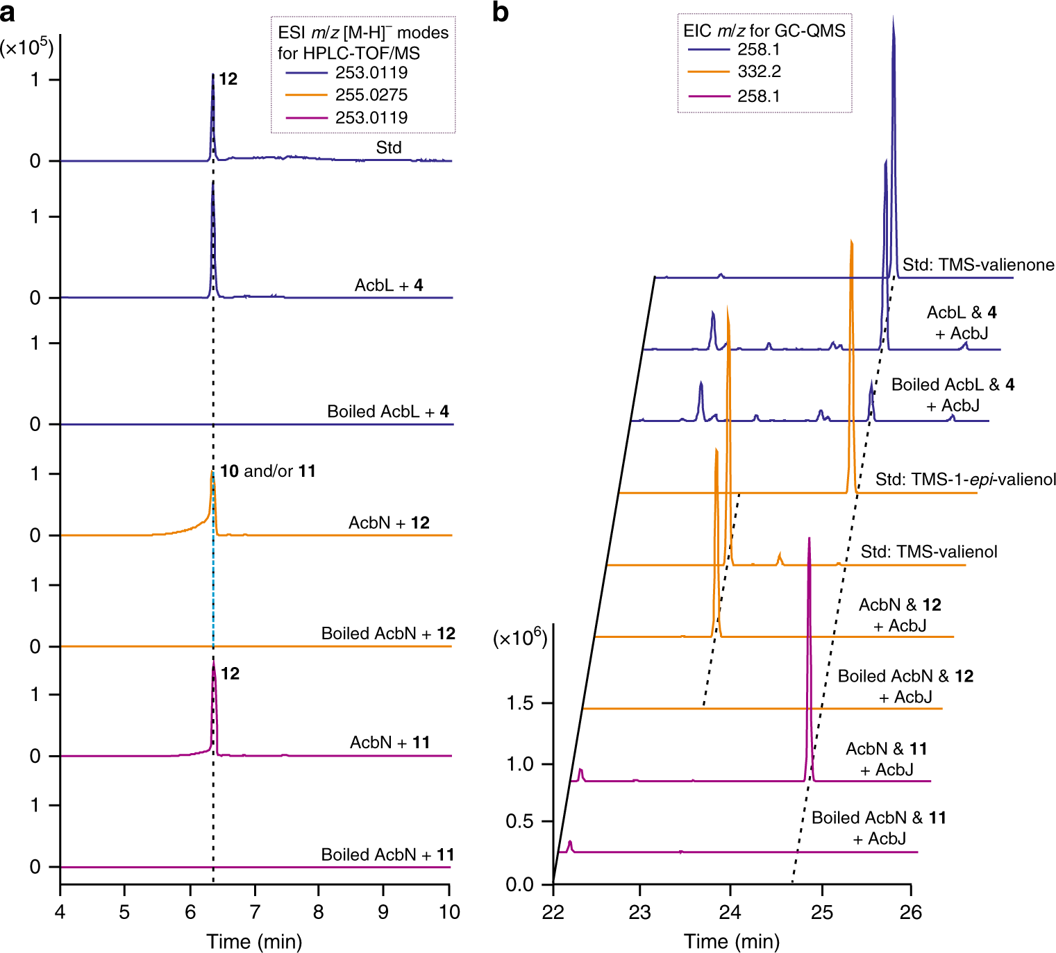 Fig. 4: Further clarification of the C7-cyclitol moiety biosynthetic pathway by characterizing AcbL- and AcbN-catalyzed conversions.