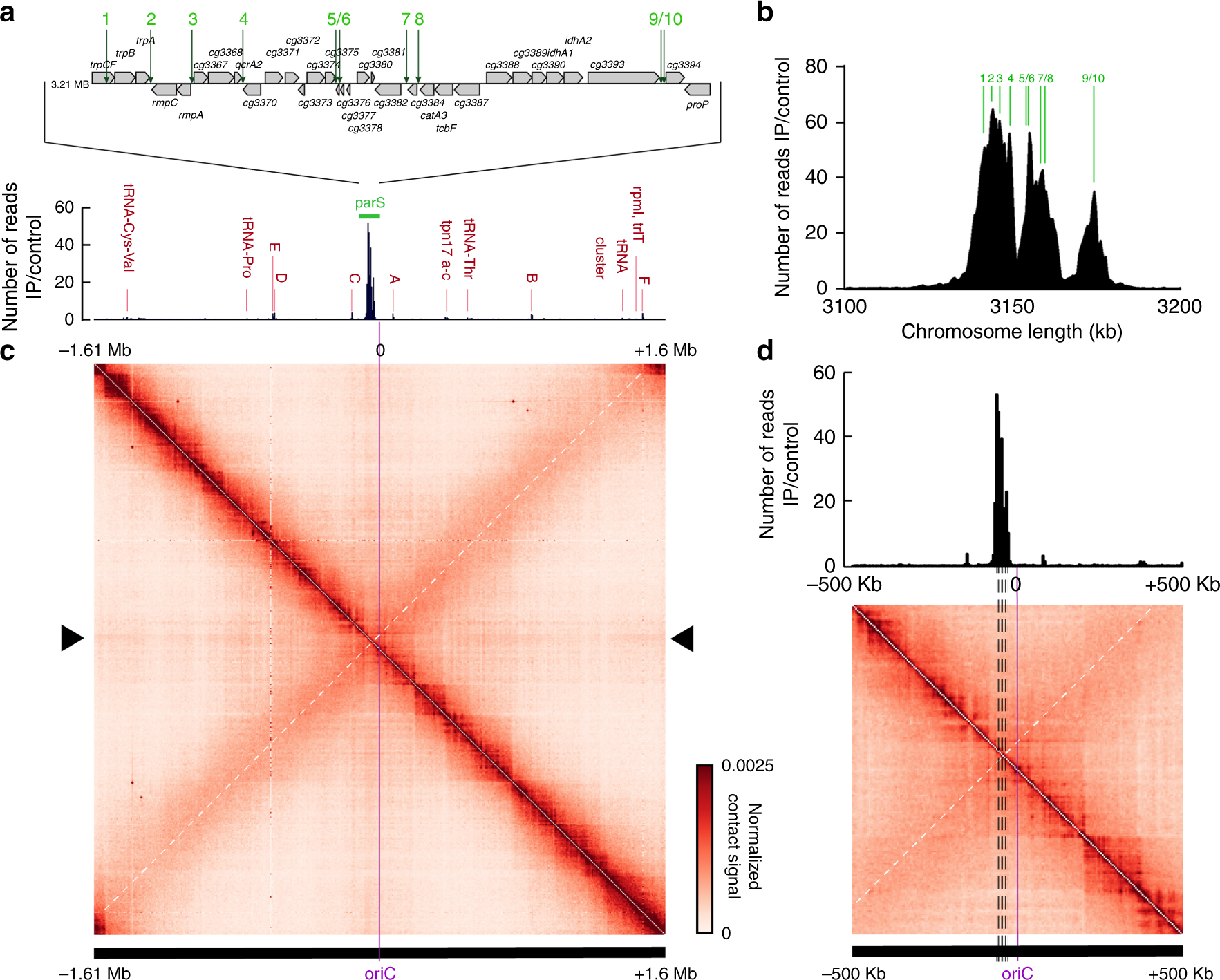 Chromosome organization by a conserved condensin-ParB system in the  actinobacterium Corynebacterium glutamicum | Nature Communications