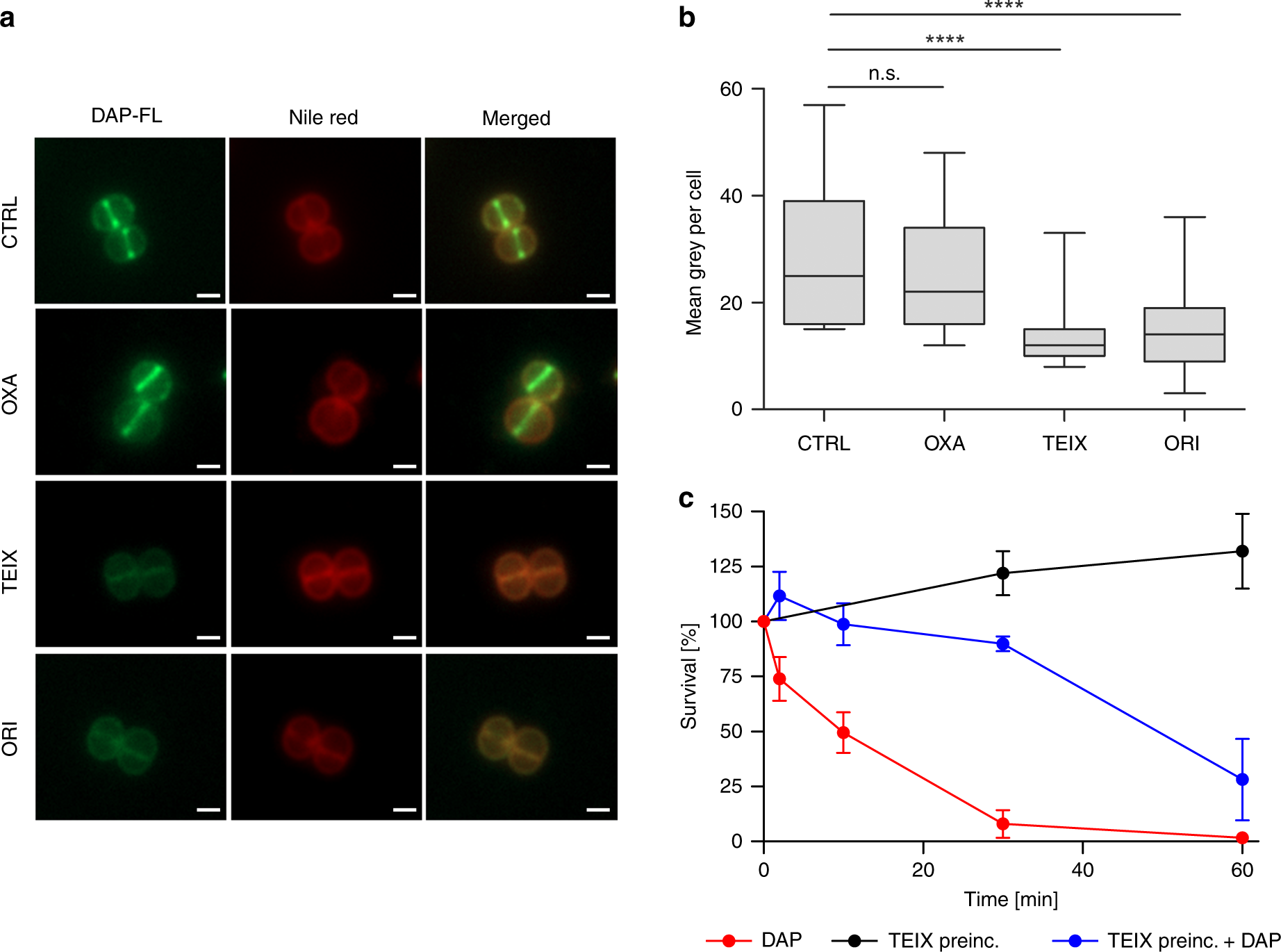 Fig. 3: Pre-incubation with lipid II-binding antibiotics prevents DAP binding to S. aureus and delays DAP-induced killing.