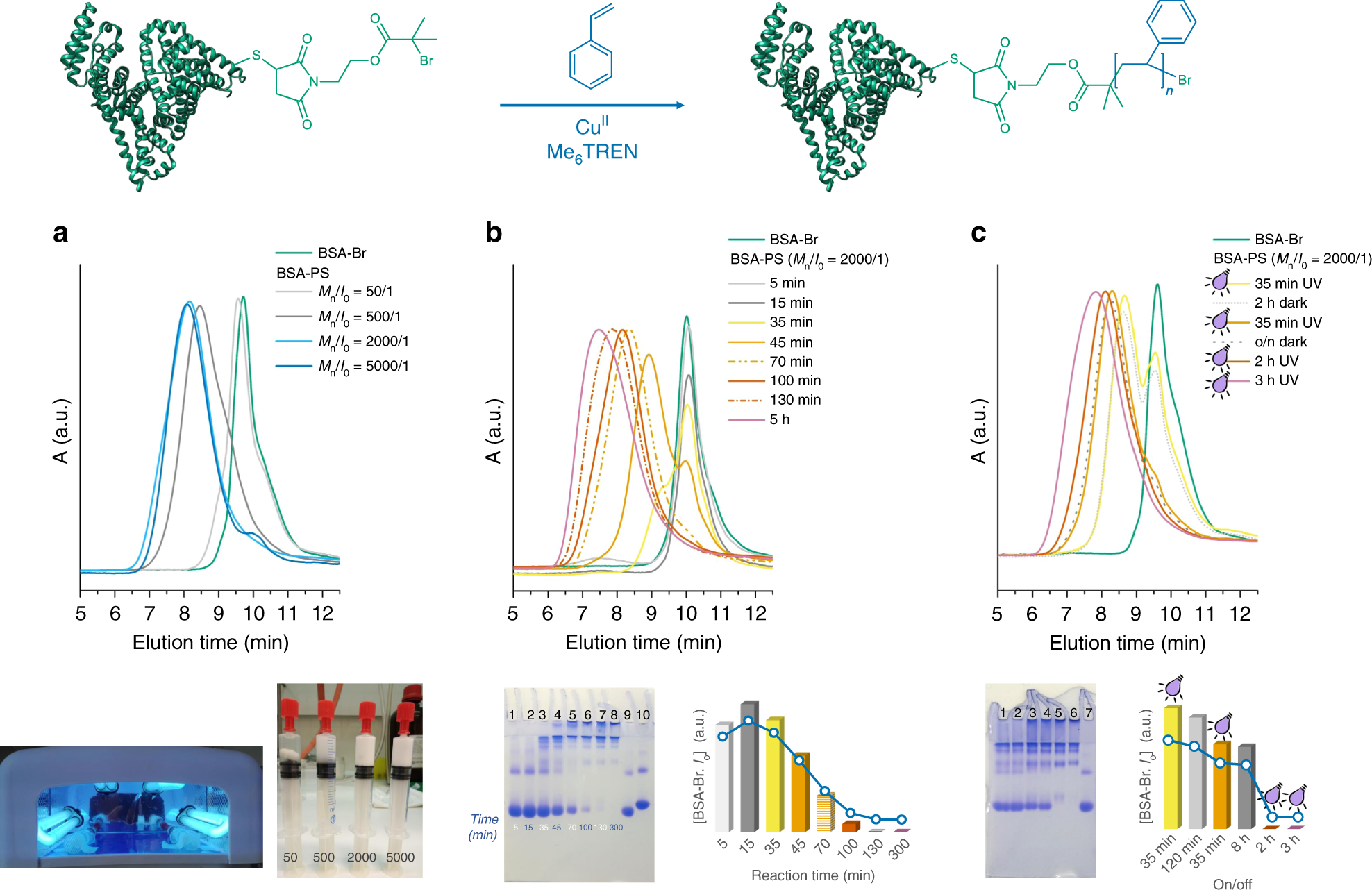 Fig. 2: BSA-PS produced via oxygen tolerant photoinduced RDRP grafting from BSA-Br.