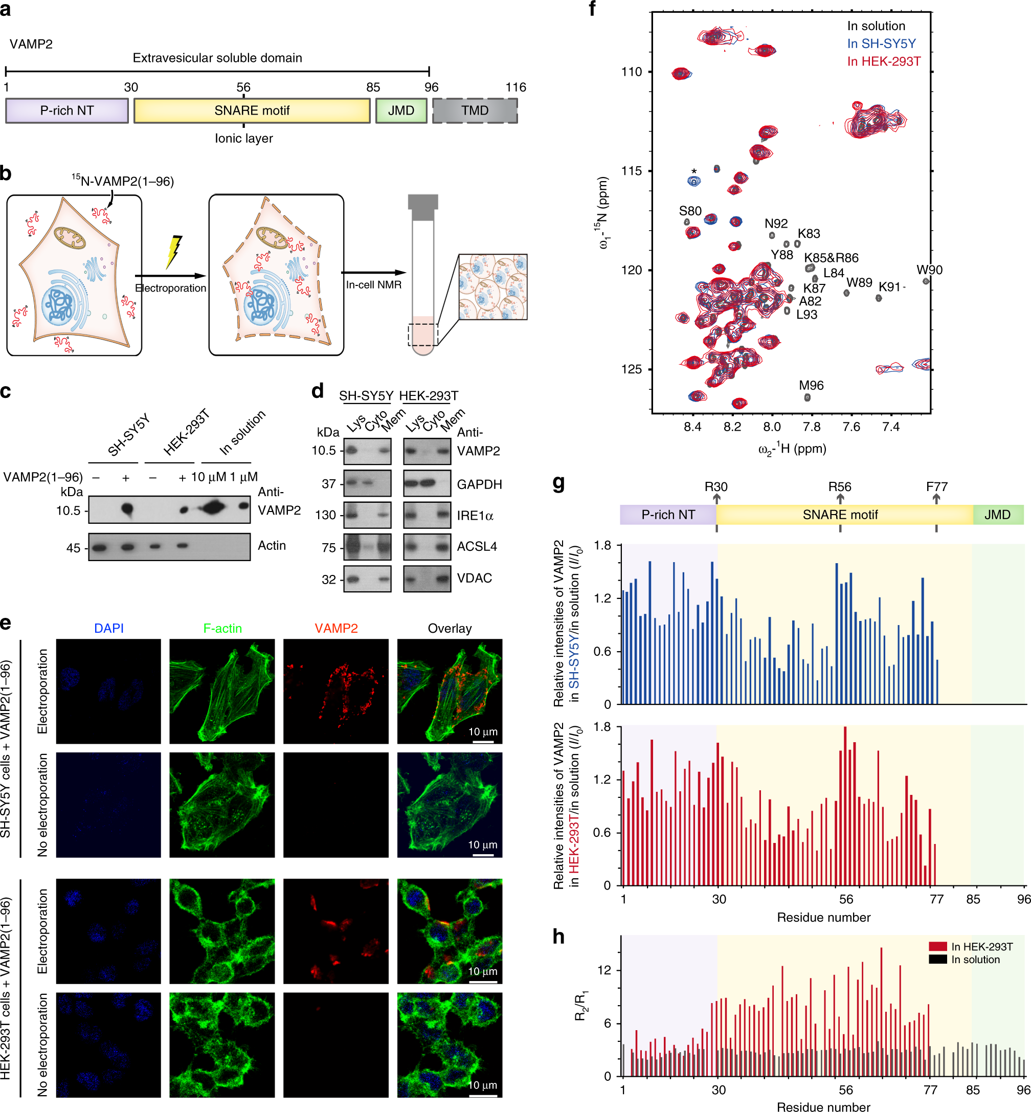 Different Regions Of Synaptic Vesicle Membrane Regulate Vamp2 Conformation For The Snare Assembly Nature Communications