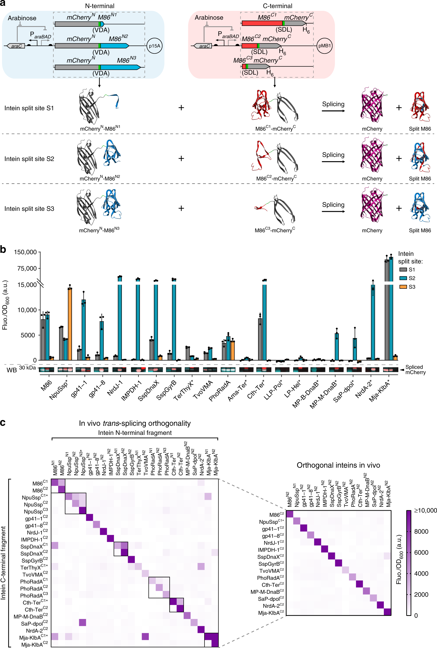 Fig. 2: In vivo trans-splicing of inteins split at different sites and orthogonality characterization.