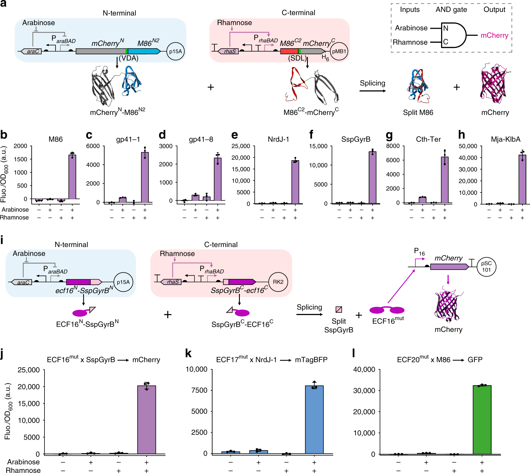 Fig. 4: Design and characterization of split intein-enabled logic AND gates.
