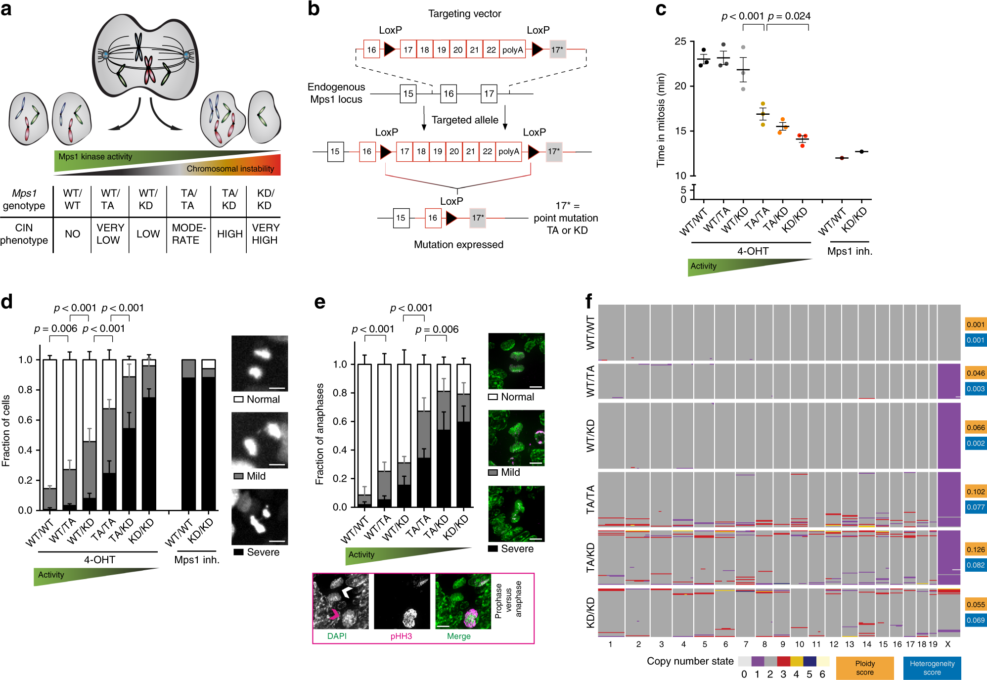 Degree and site of chromosomal instability define its oncogenic potential |  Nature Communications