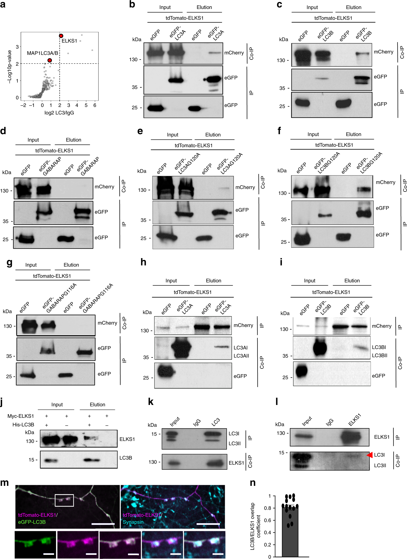 Fig. 5: LC3 directly associates with ELKS1 in-vitro and in-vivo.