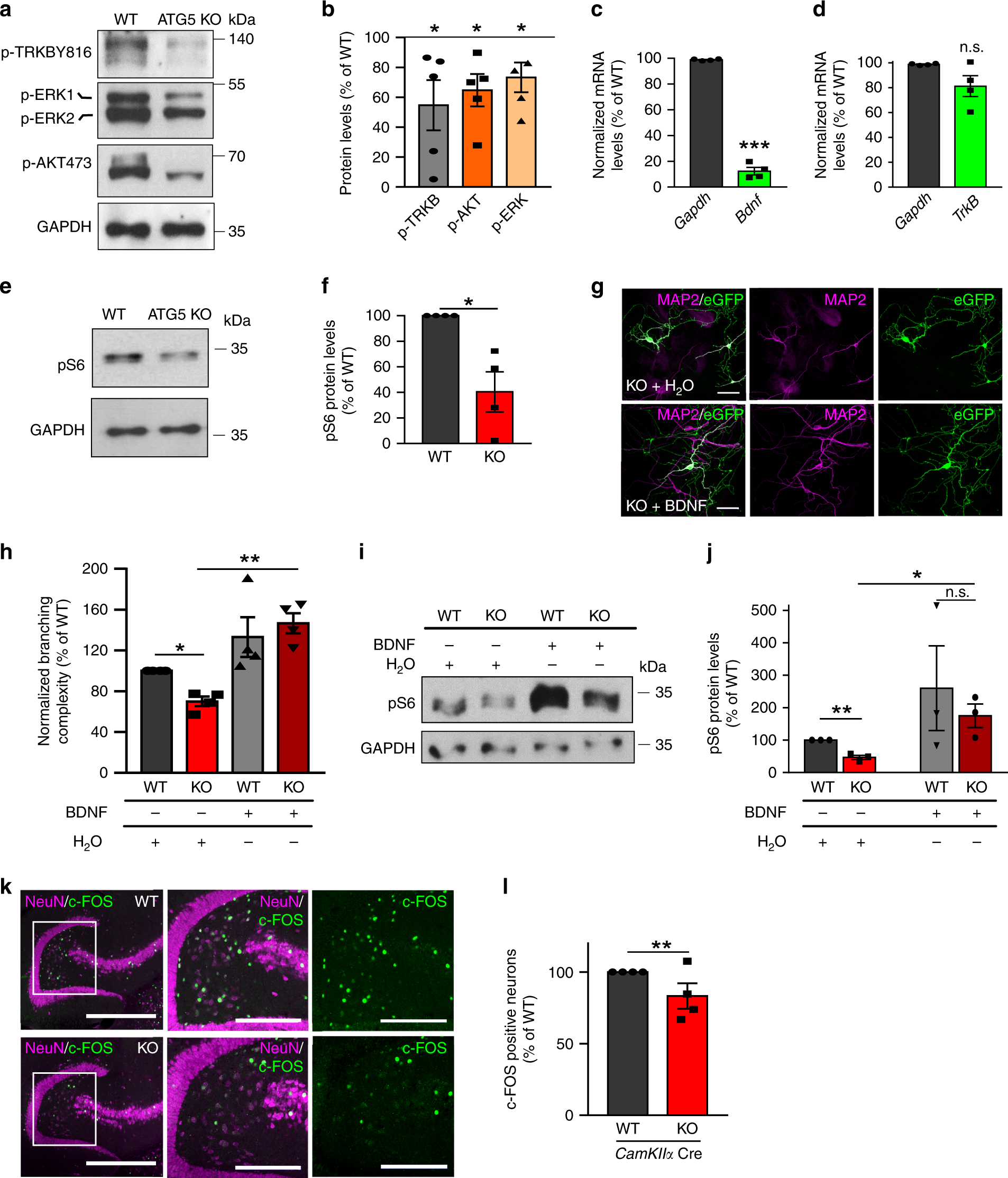 Fig. 7: Loss of MT dynamics in ATG5 KO neurons impairs neurotrophin signaling and compromises the learning and memory-dependent neuronal activation.