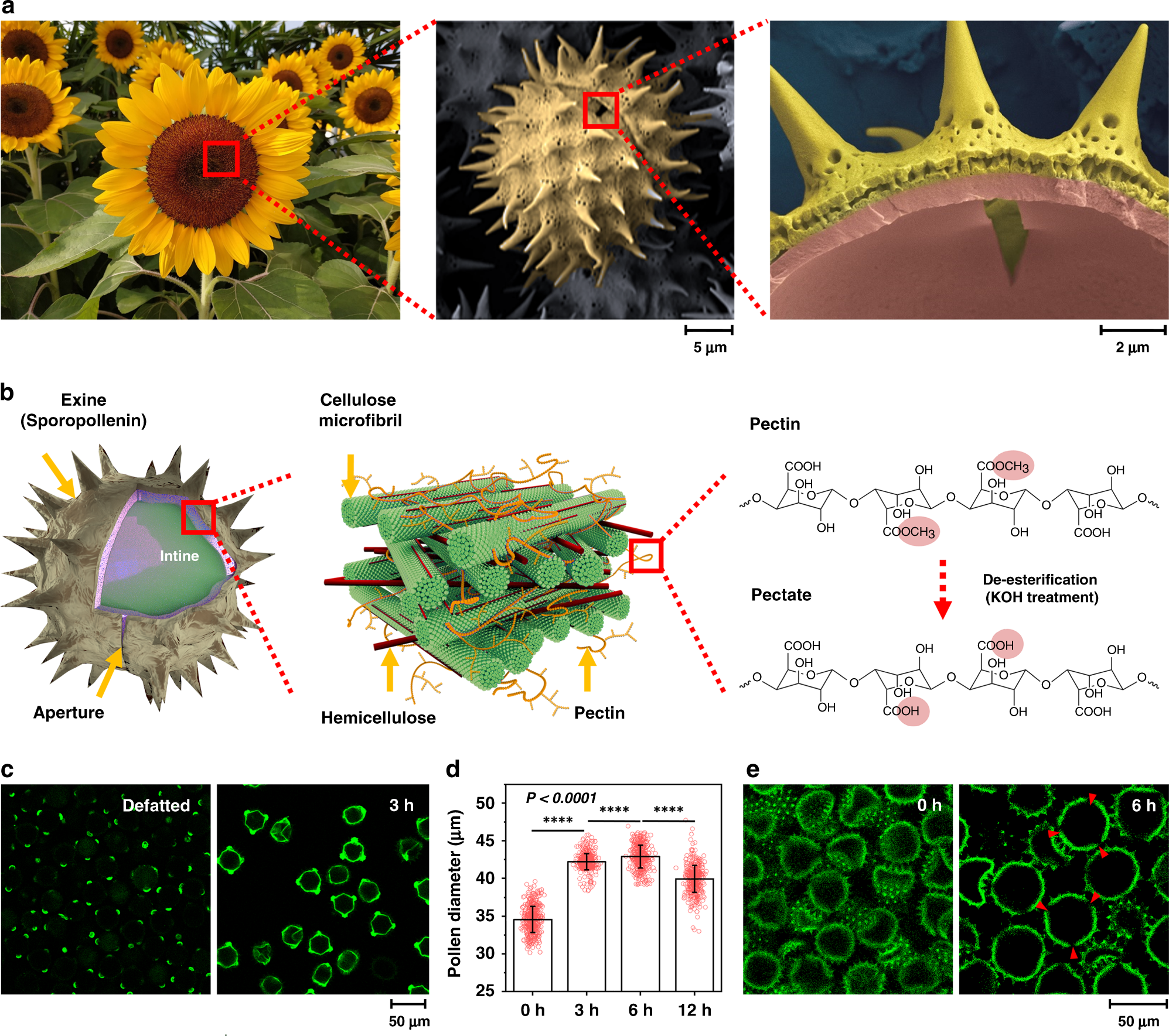 Transformation Of Hard Pollen Into Soft Matter Nature Communications