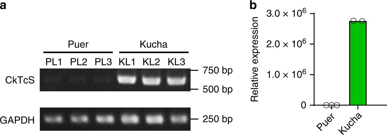 Fig. 3: Transcriptional level analysis of CkTcS gene in Kucha and Puer.