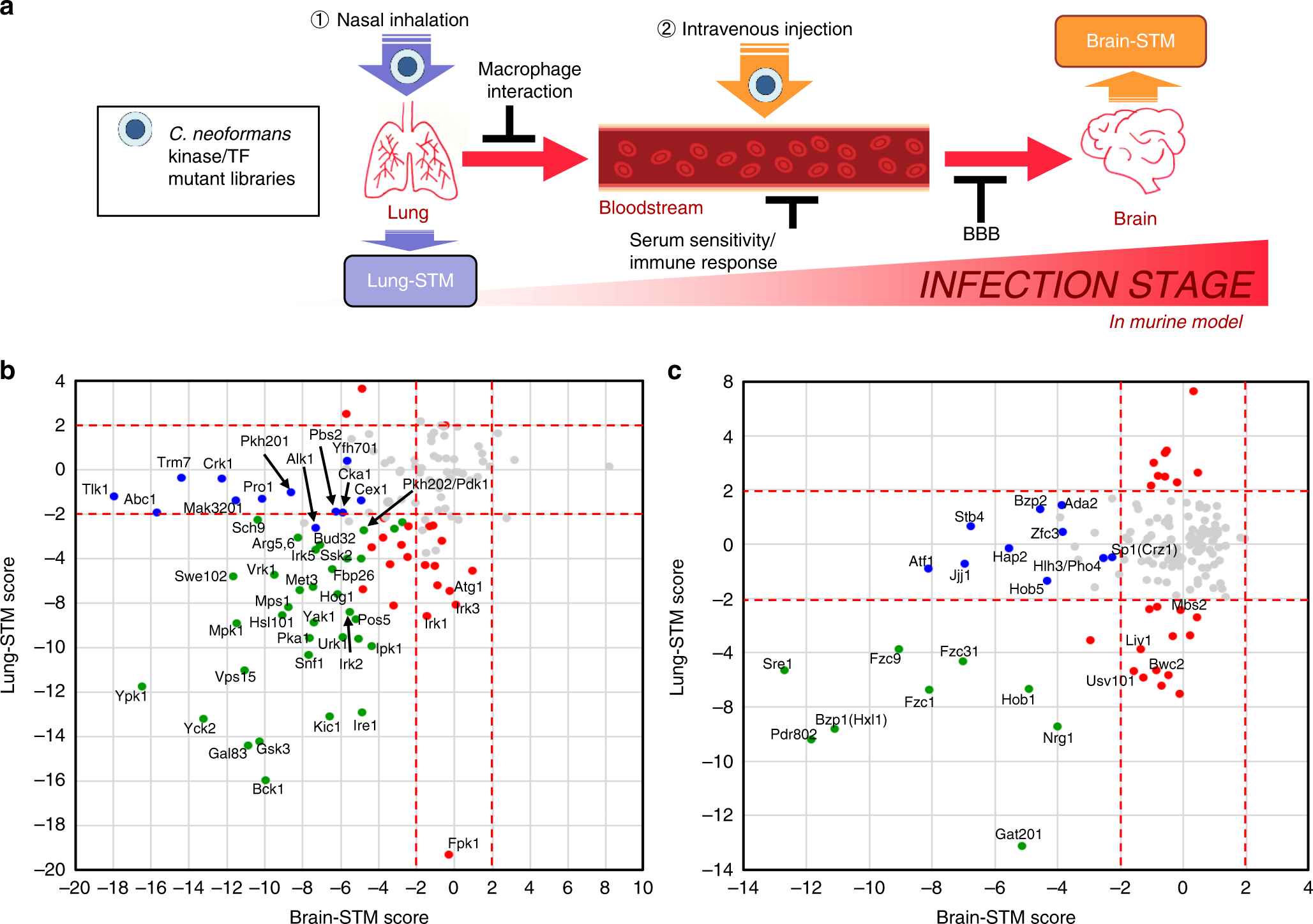 Fungal kinases and transcription factors regulating brain infection in  Cryptococcus neoformans | Nature Communications