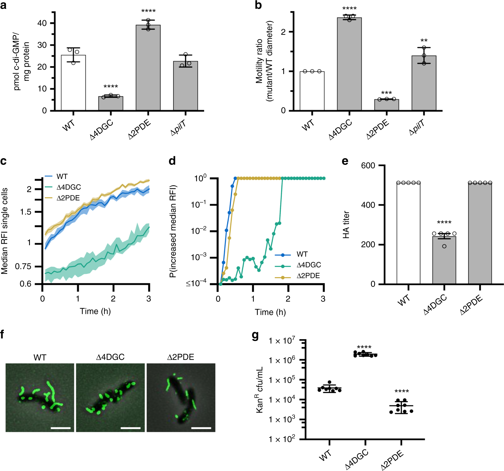 Fig. 3: Reduced intracellular c-di-GMP levels increase flagellar motility, decrease MSHA surface piliation, and increase frequency of MSHA retraction.