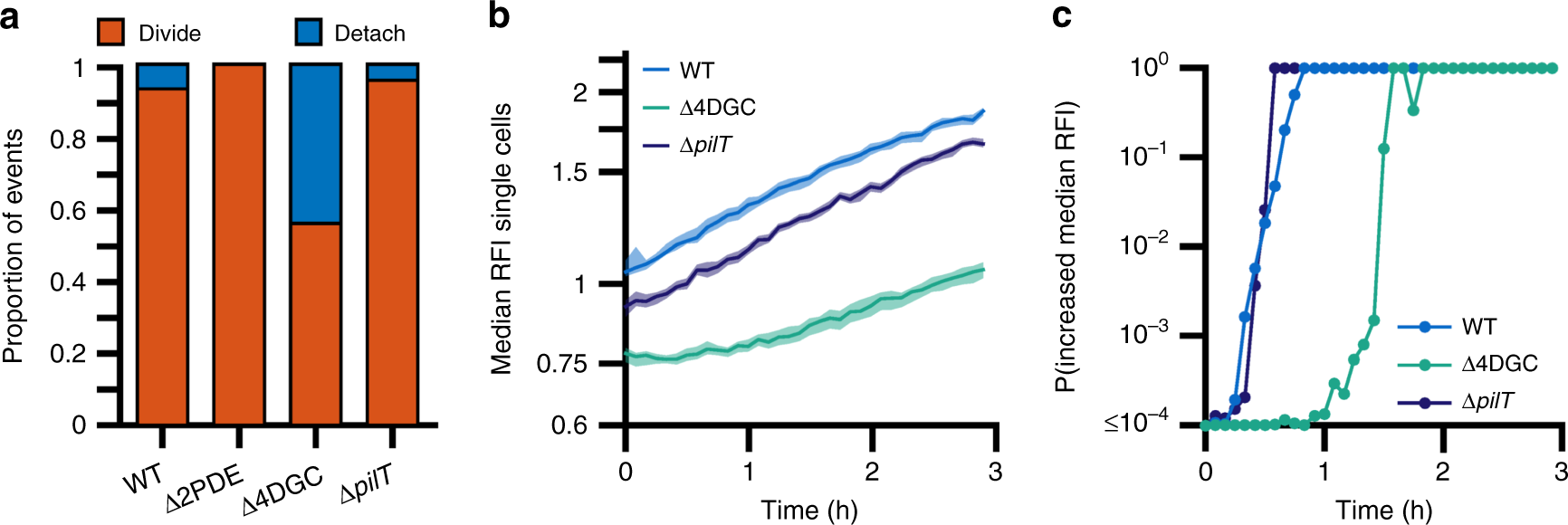 Fig. 6: Heightened levels of MSHA retraction increases detachment from the surface, and loss of pilT decreases c-di-GMP levels in surface-attached cells.
