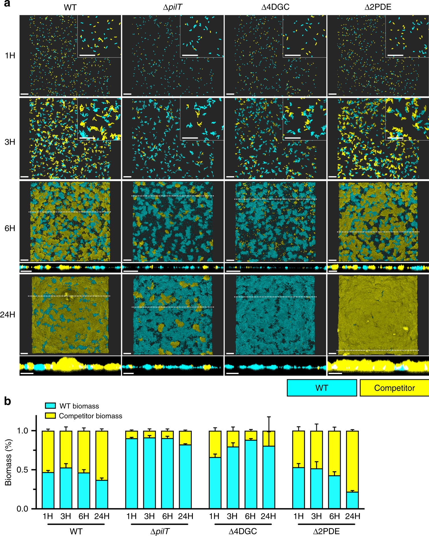 Fig. 7: MSHA extension and retraction dynamics dictate surface attachment and biofilm production in a model of competition.