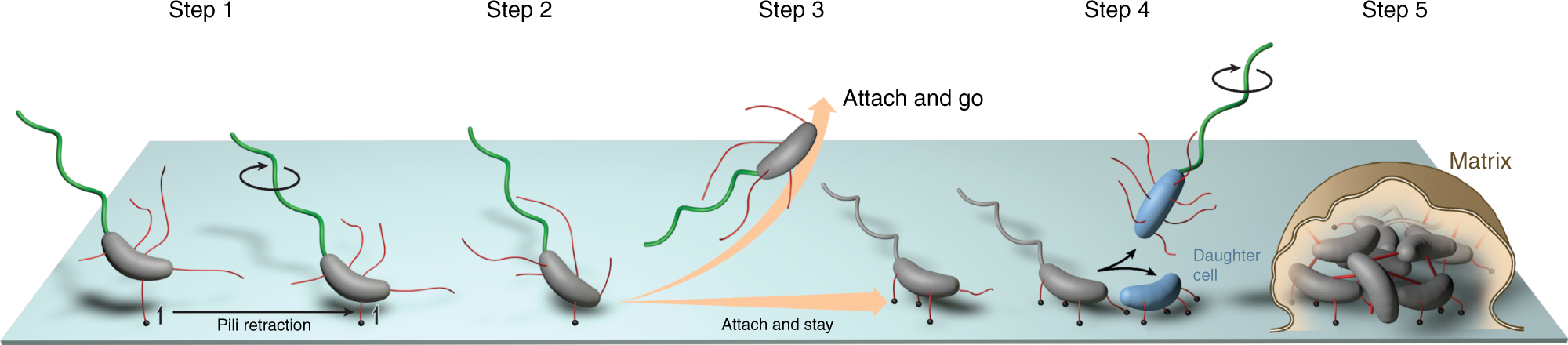 Fig. 8: Model of MSHA-mediated initial surface-attachment dynamics of V. cholerae.