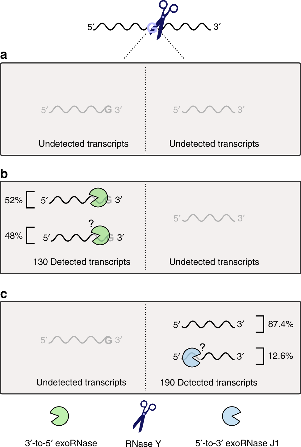 Fig. 10: Fate of the RNAs cleaved by RNase Y in S. pyogenes.
