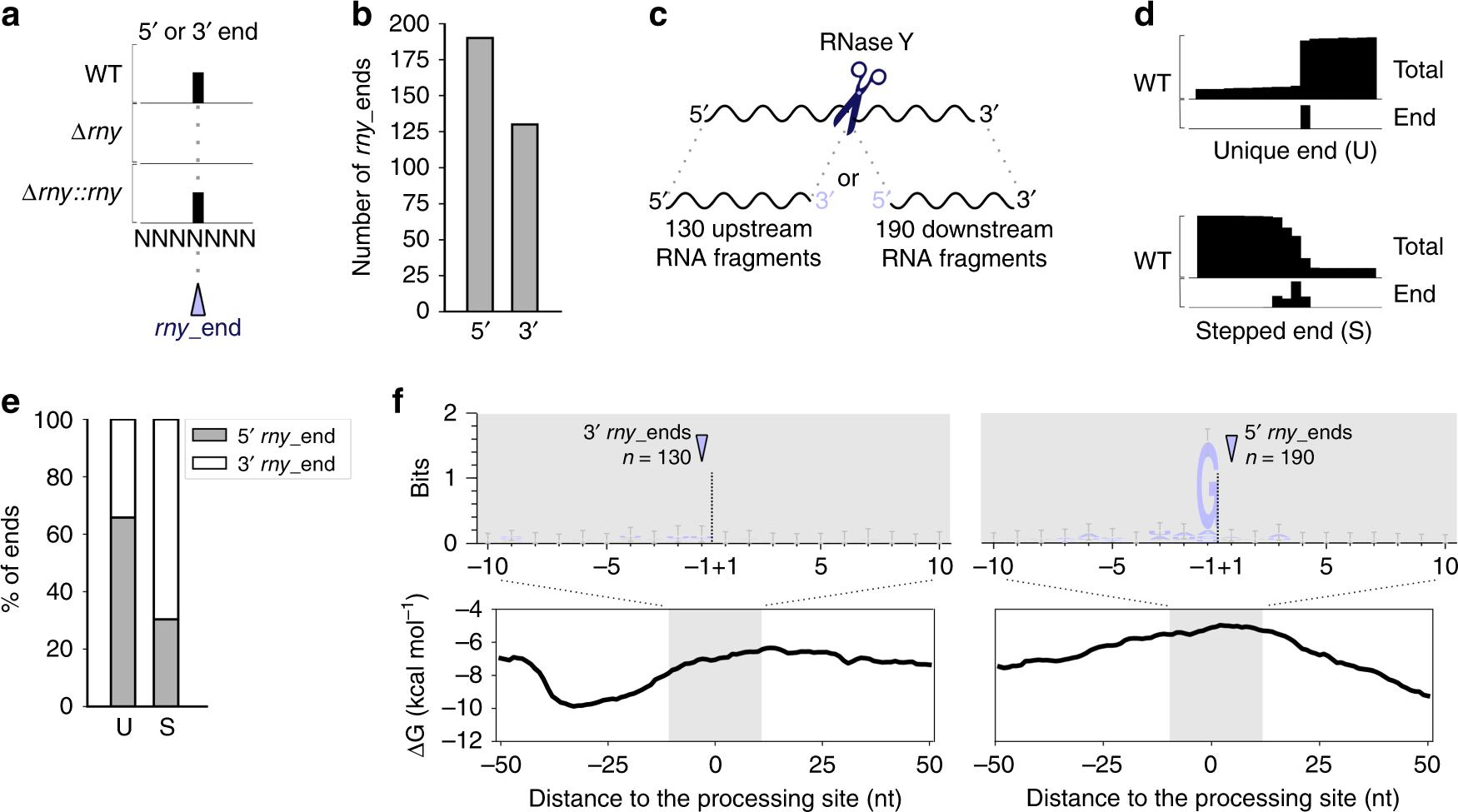 An Rna Seq Based Comparative Approach Reveals The Transcriptome Wide Interplay Between 3 To 5 Exornases And Rnase Y Nature Communications An Rna Seq Based Comparative Approach Reveals The Transcriptome Wide Interplay Between 3 To 5 Exornases And Rnase Y Nature Communications