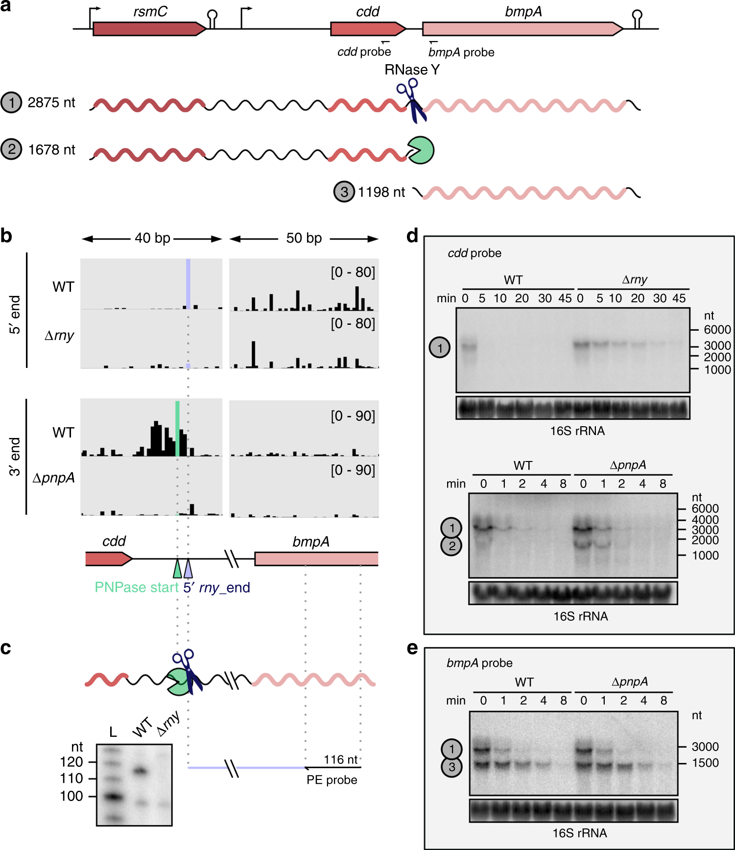 Fig. 9: The concerted action of RNase Y and PNPase is responsible for the differential RNA stability of the rsmC-cdd-bmpA operon.