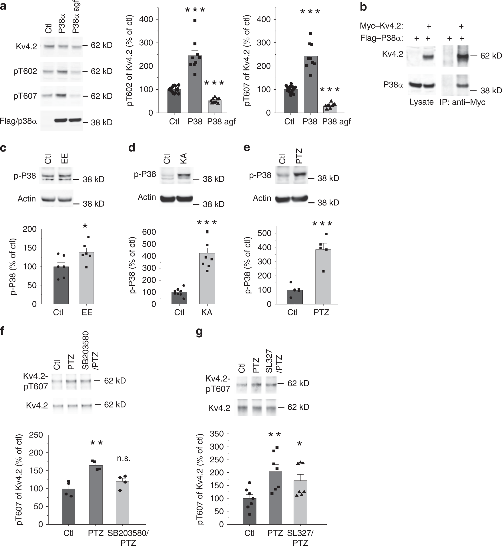 Fig. 3: P38 phosphorylates Kv4.2 at a C-terminal Pin1 binding site.