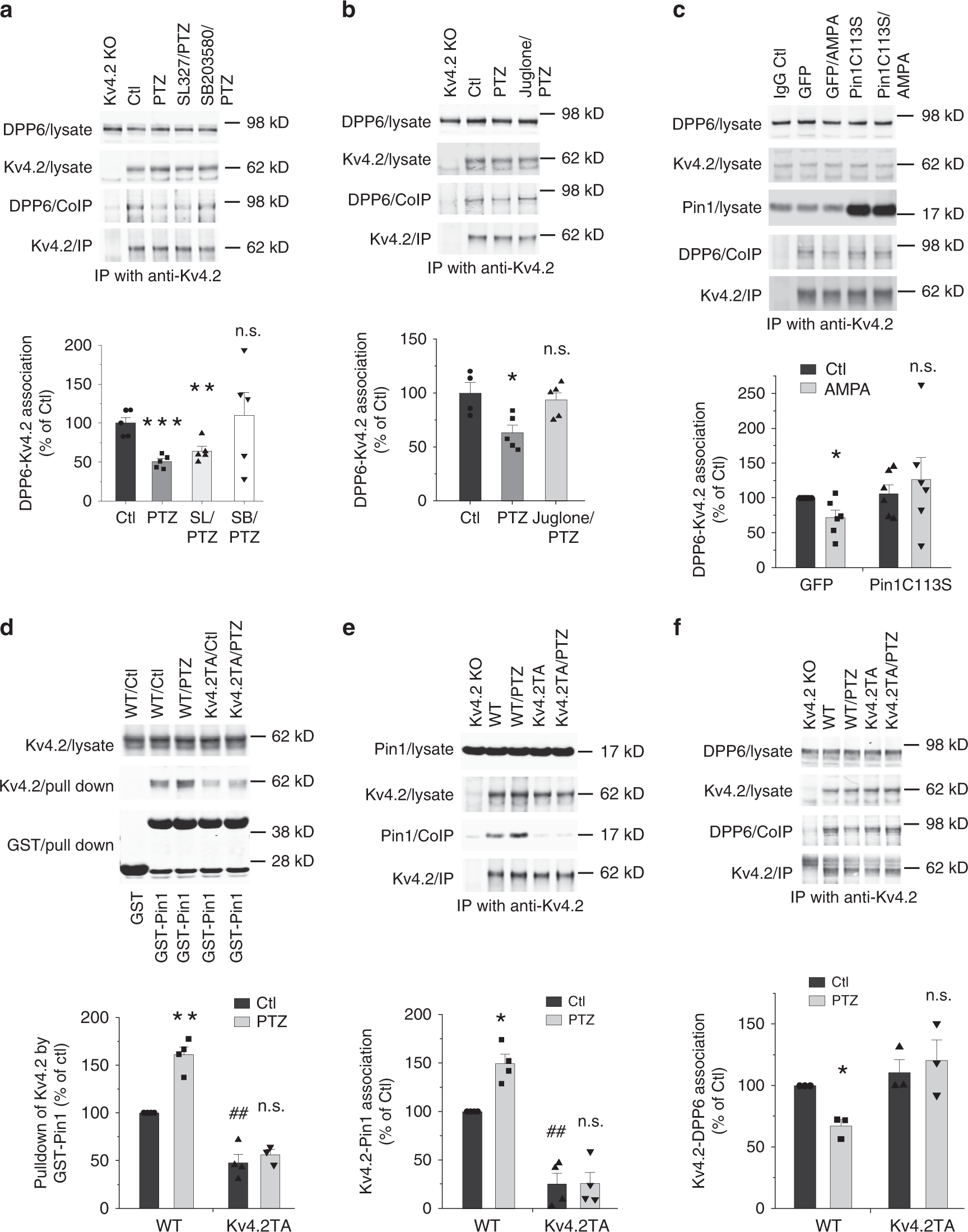 Fig. 4: P38-Pin1 pathway regulates composition of the Kv4.2-DPP6 complex.