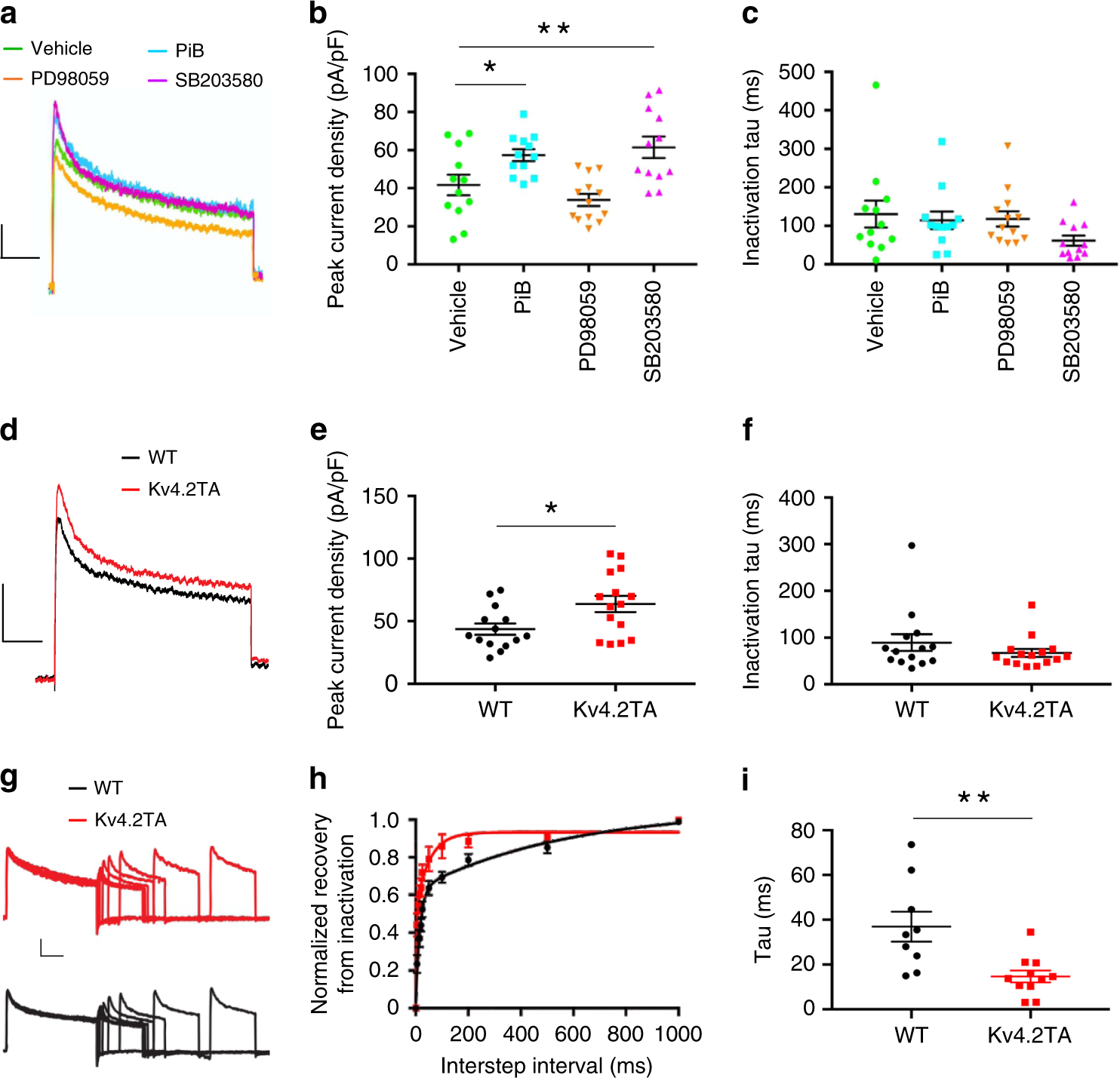 Fig. 6: P38-Pin1-Kv4.2 pathway regulates A-current.