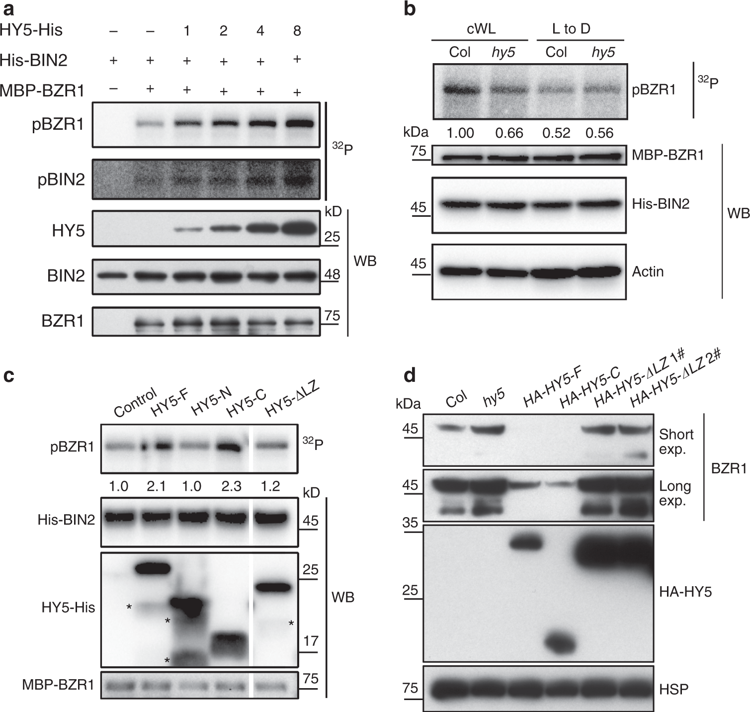 Fig. 4: HY5 enhances BIN2-mediated phosphorylation of BZR1 through its C-terminal domain.