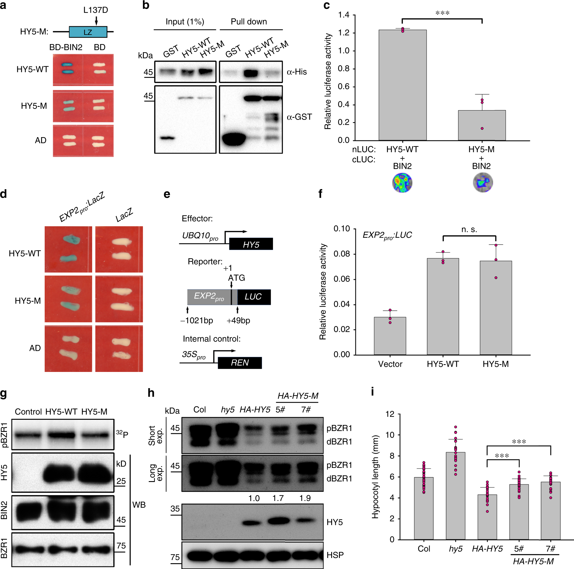 Fig. 5: HY5 can regulate the kinase activity of BIN2 independently of its transcriptional activity.