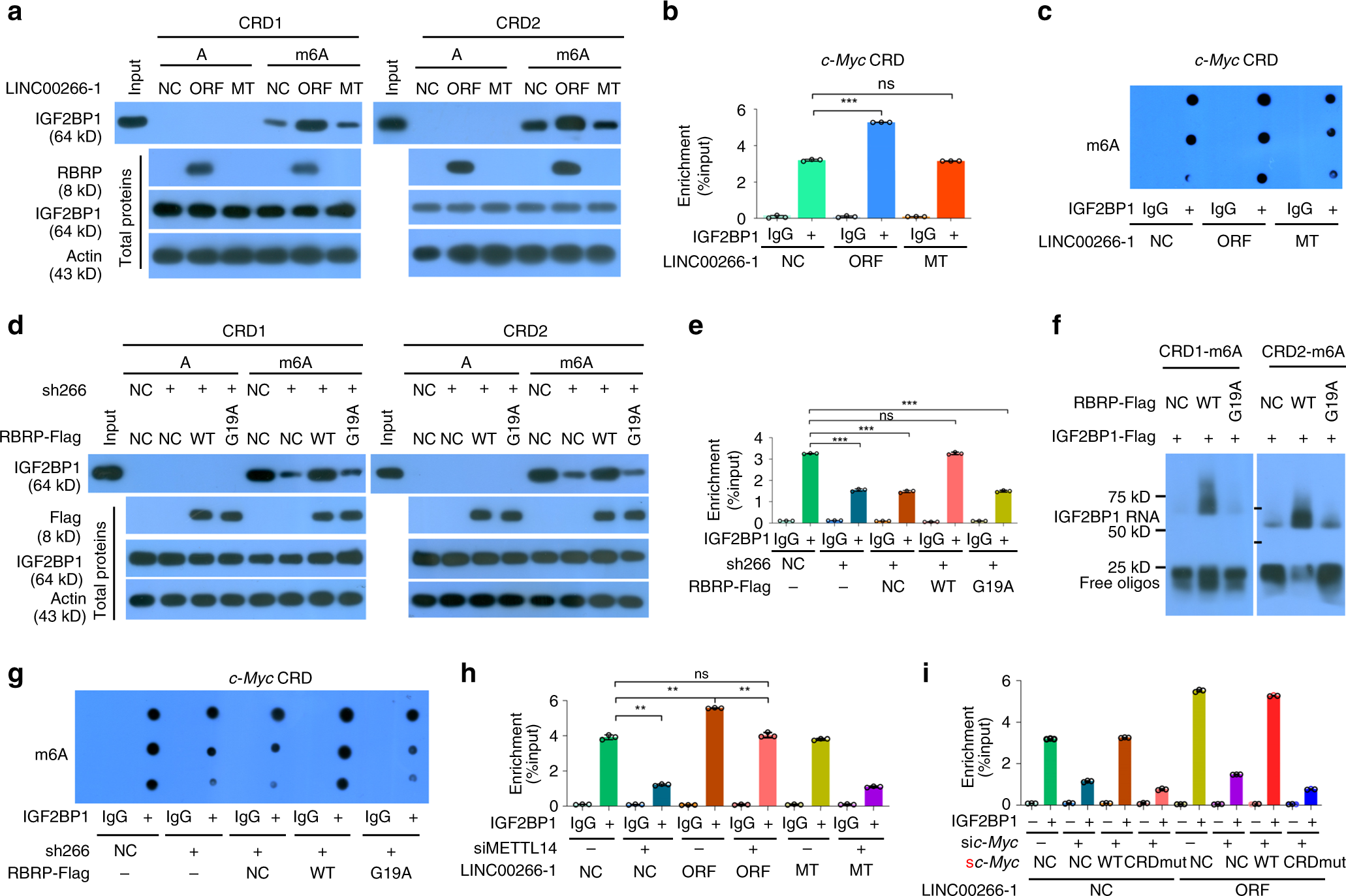Fig. 5: The RBRP oncopeptide, not the lncRNA LINC00266-1 itself, strengthens the recognition and binding of the m6A reader IGF2BP1 to m6A-modified c-Myc CRD mRNA.